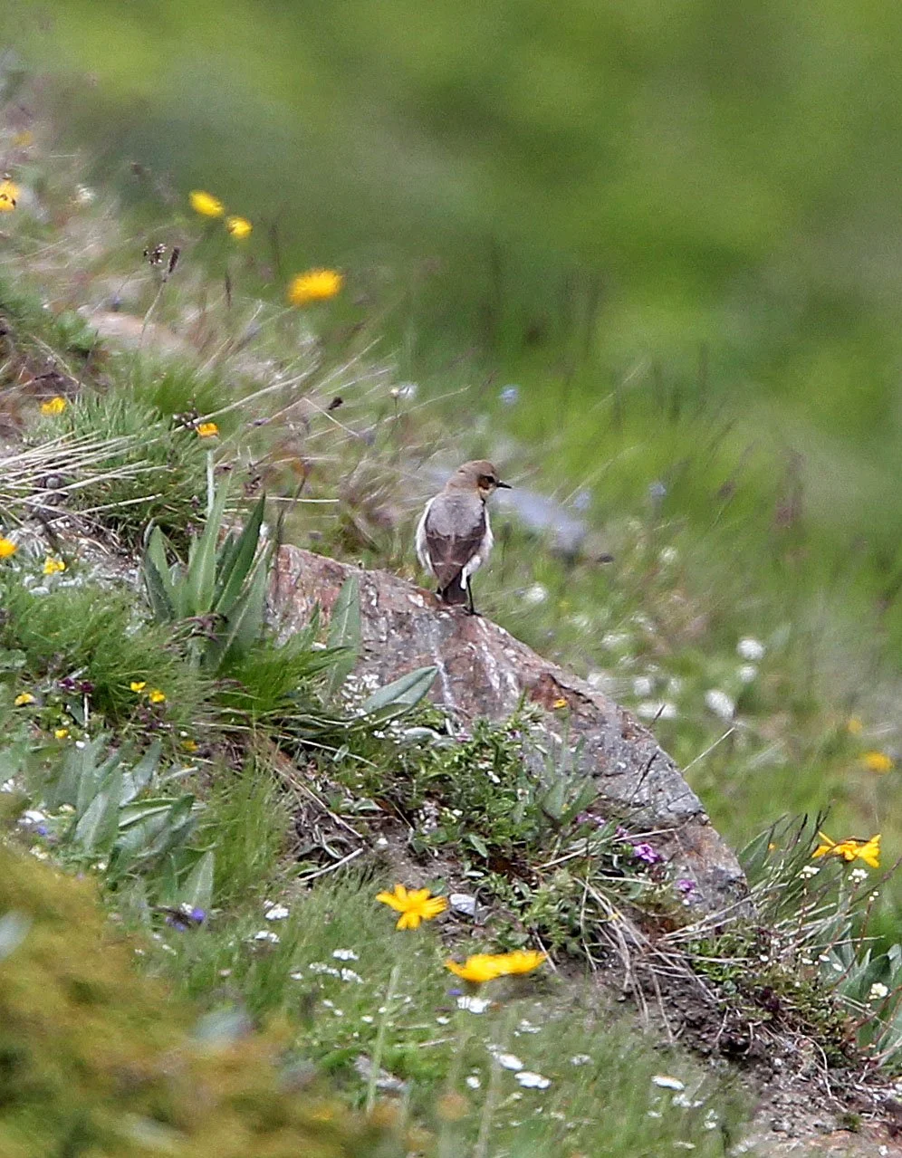 BIRD - WHEATEAR - NORTHERN WHEATEAR - STELVIO NATIONAL PARK ITALY.JPG