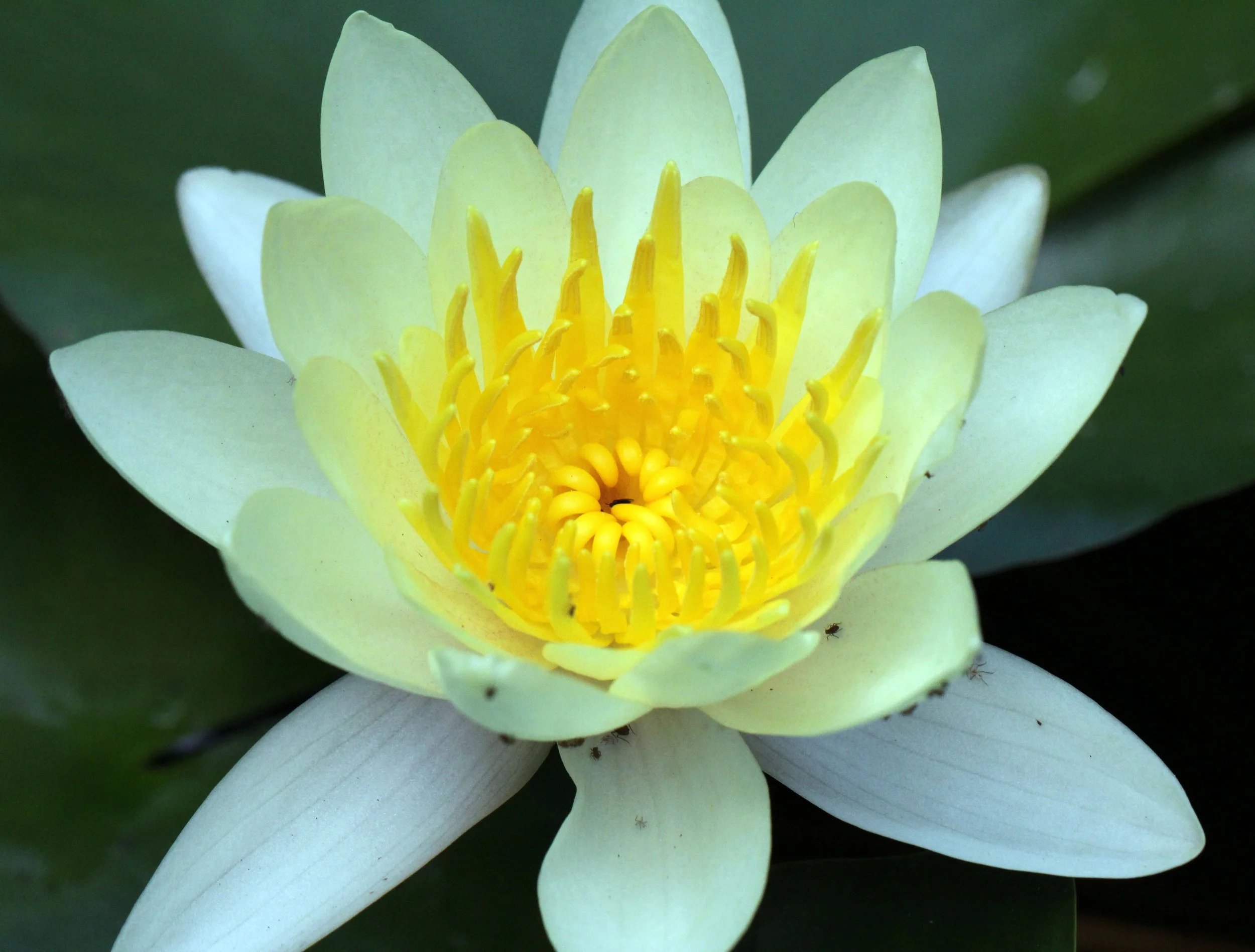 2013 Cha'am and Petchaburi with Family & Friends (119).JPG