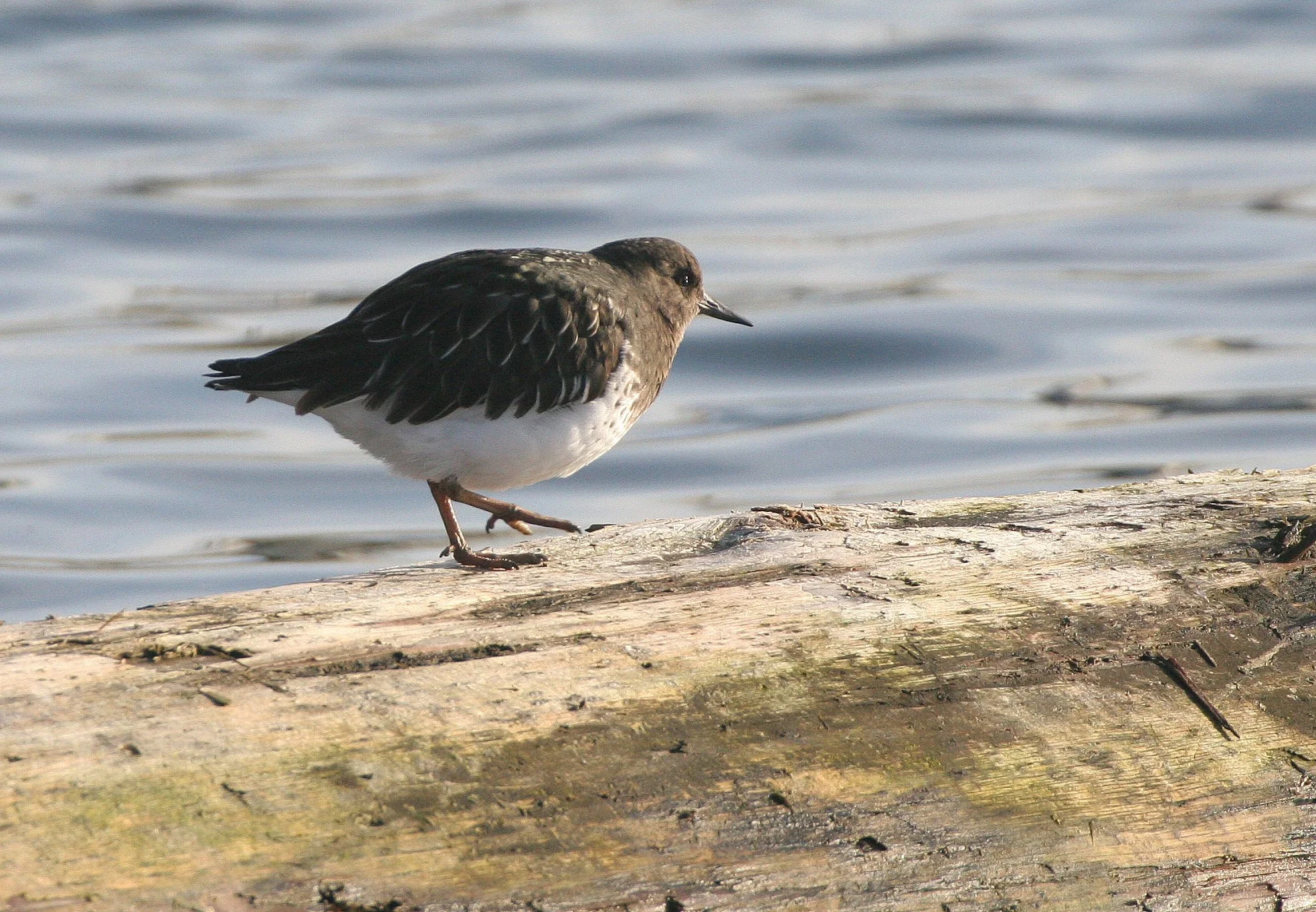 BIRD - TURNSTONE - BLACK TURNSTONE - PA HARBOR (11).jpg