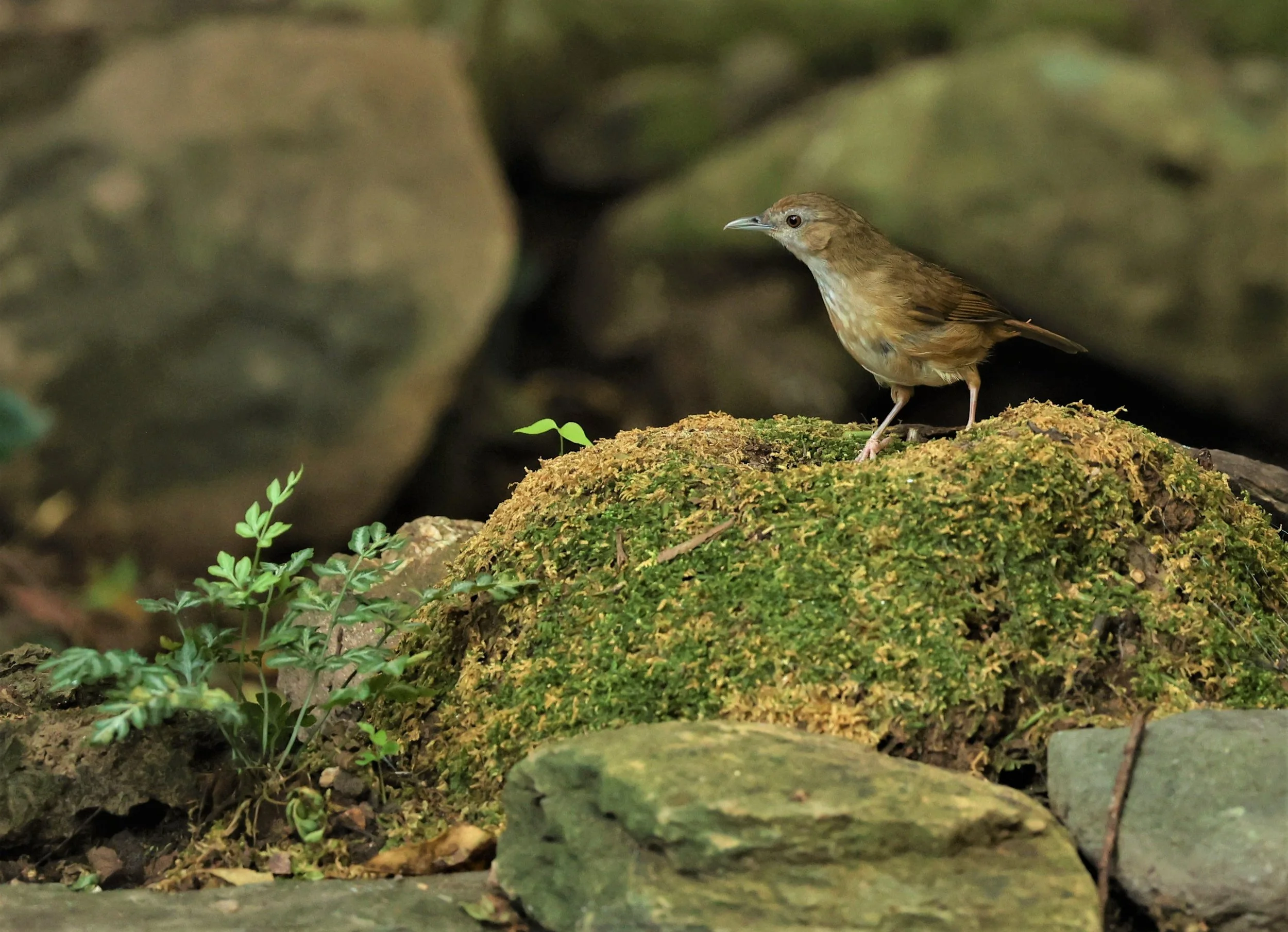 BABBLER - ABBOTT'S BABBLER - Malacocincla abbotti - NUY HIDE NEAR KAENG KRACHAN FEB 2022 (8).jpg