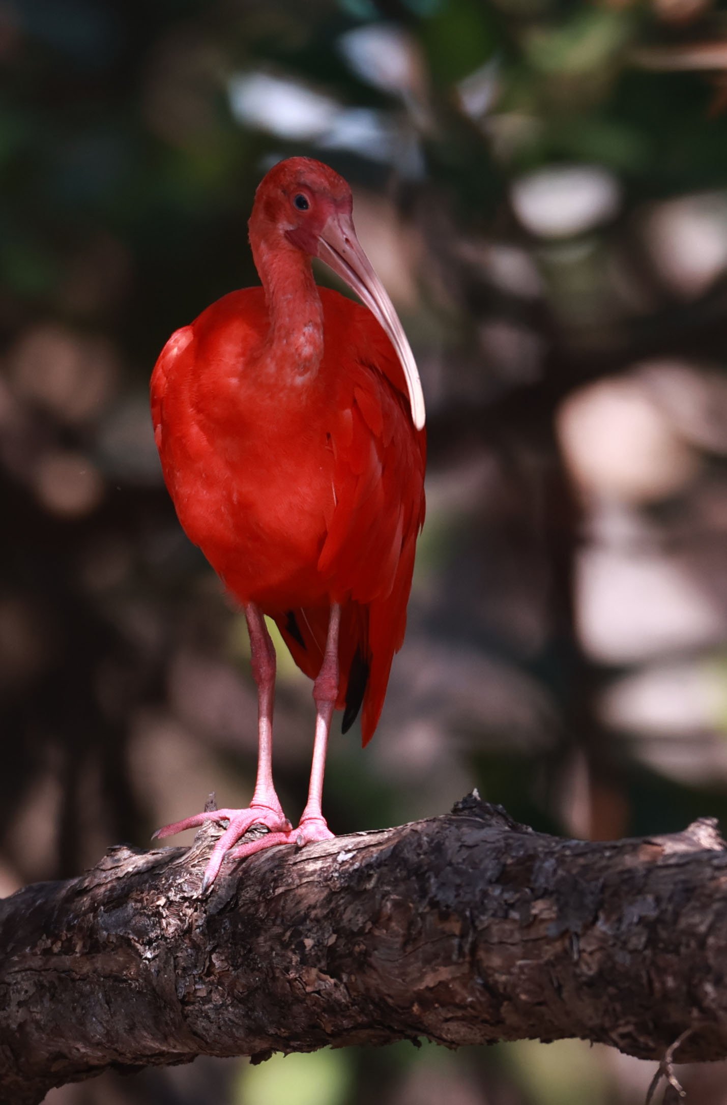 Ibis - Scarlet Ibis - Eudocimus ruber - 29 Songkaow Cafe, Chachoengsao Thailand (372).jpg
