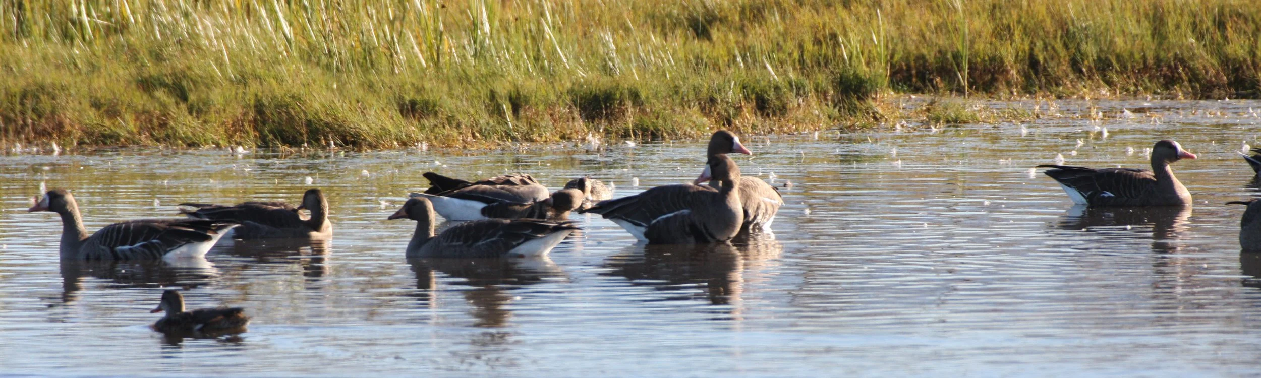 GOOSE - GREATER WHITE FRONTED - Anser albifrons - SEQUIM PRAIRIE WA (4).JPG