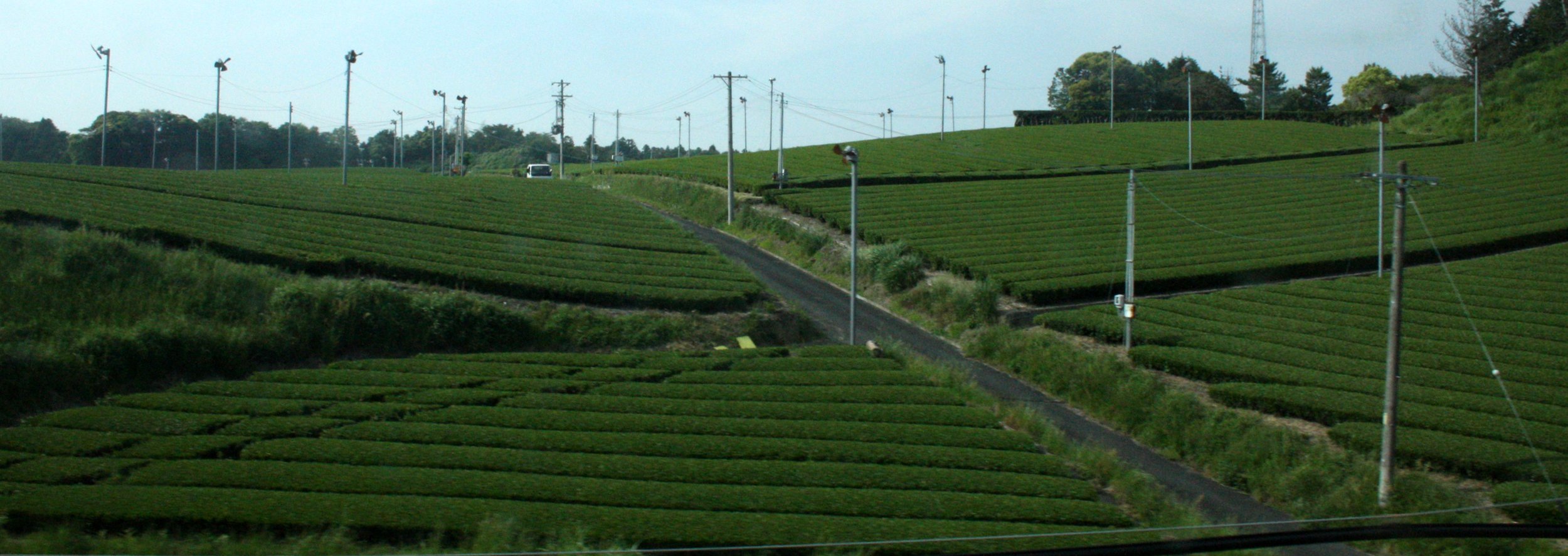 NAGOYA - OCHA ORCHARDS - MAY 2009.JPG