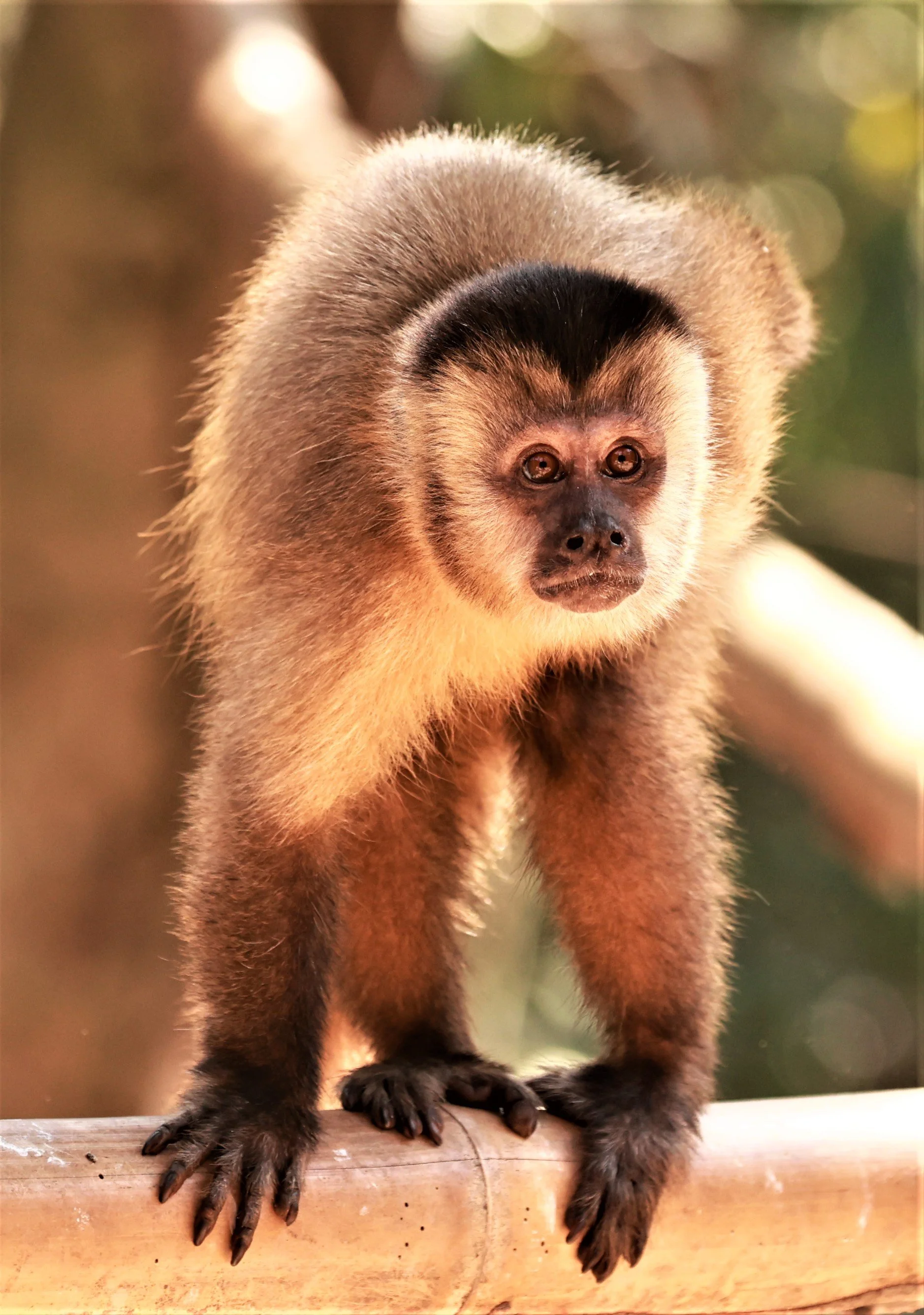 Cebidae - Sapajus cay - Azara's or Hooded Capuchin - Pantanal, Encontro das Águas State Park, Porto Jofre, Cuiaba River, Brazil (36).JPG