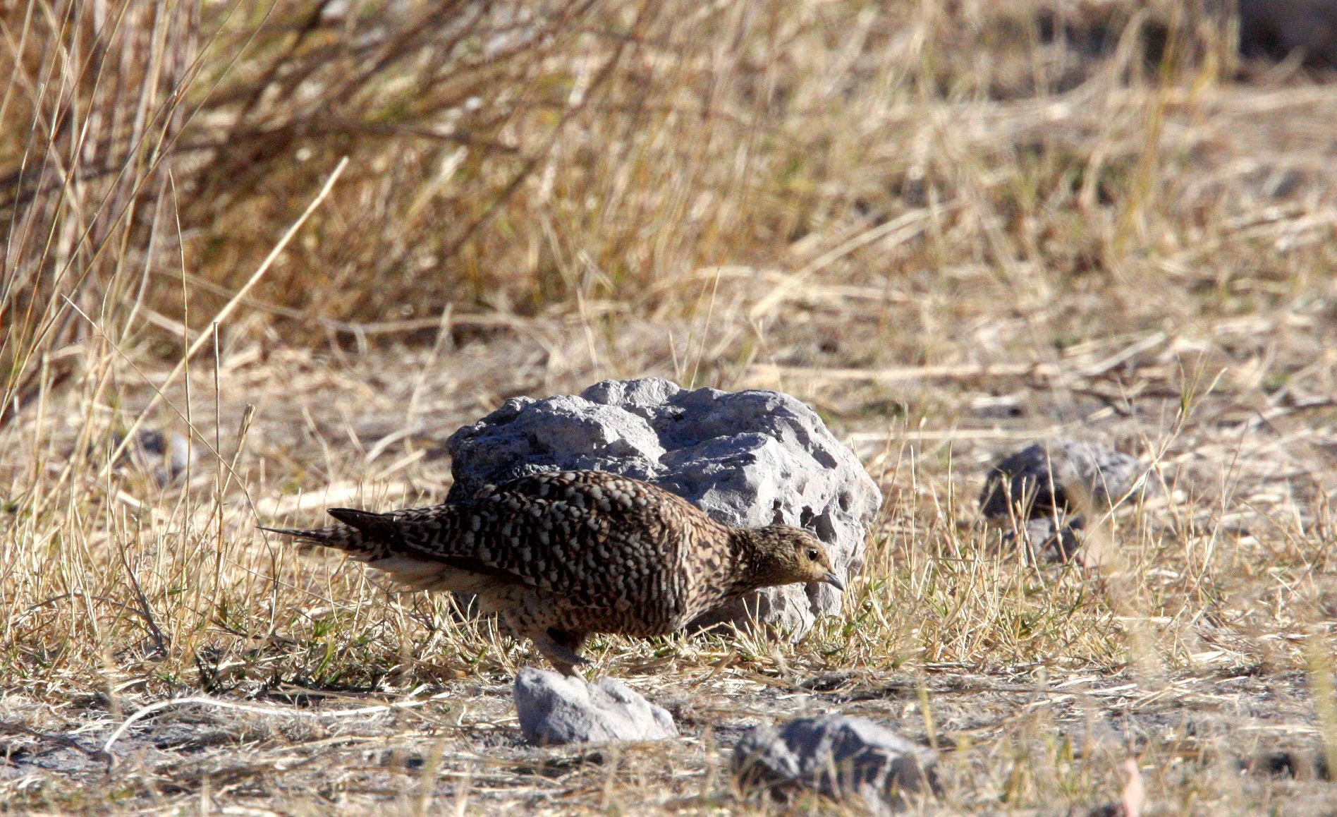 Namaqua Sandgrouse (Pterocles namaqua) Etosha NP Namibia (1).JPG