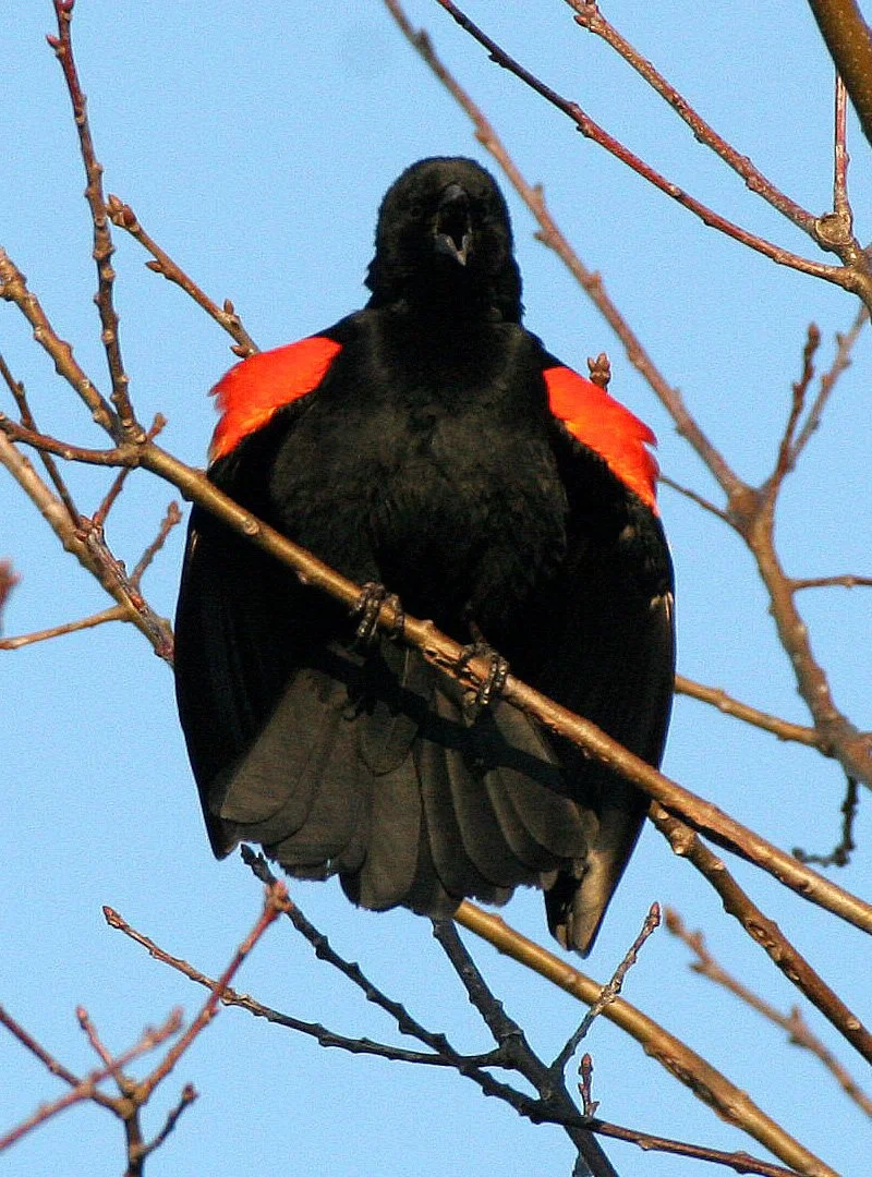 Red-winged Blackbird (Agelaius phoeniceus) Danada Preserve Wheaton Illinois (3).JPG