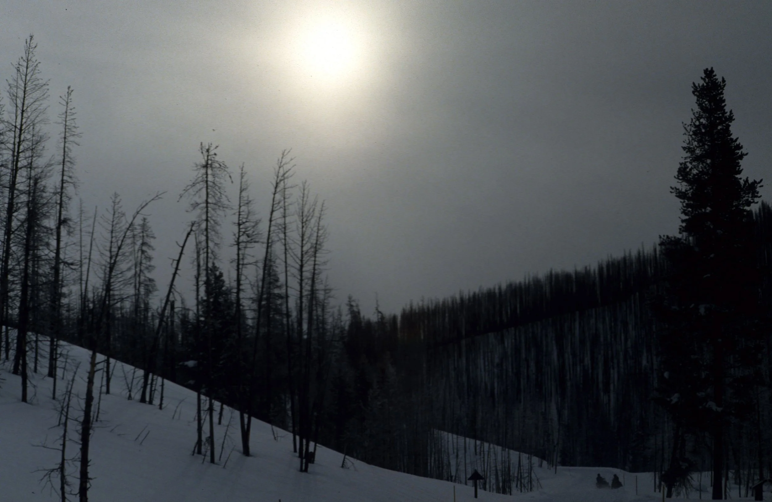 YELLOWSTONE IN WINTER - FIRE SCARS A.jpg