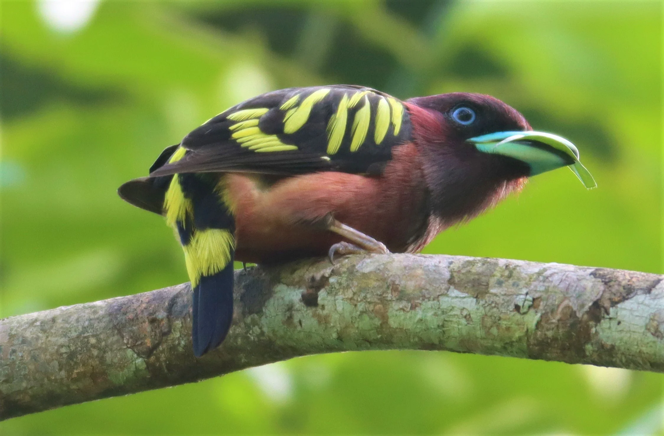 BROADBILL - BANDED BROADBILL - Eurylaimus javanicus - KHAO YAI NATIONAL PARK (90).jpg
