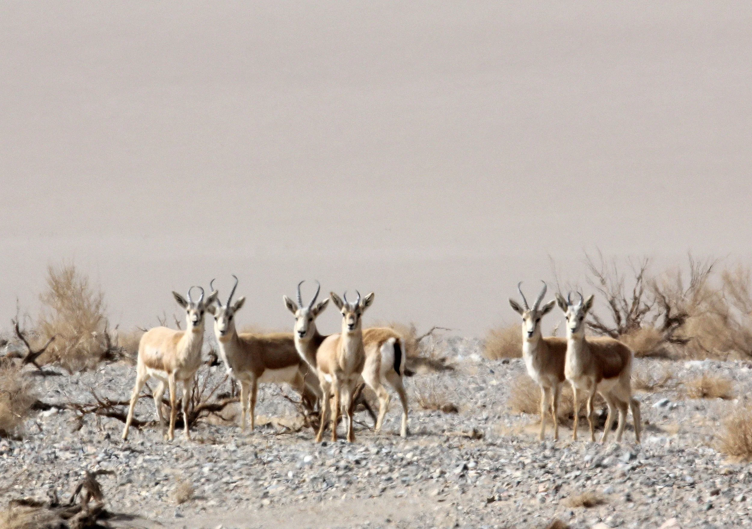 GAZELLE - TARIM BASIN GOITERED GAZELLE - LOP NUR WILD BACTRIAN CAMEL RESERVE - XINJIANG CHINA UNKNOWN SPECIES (11).JPG