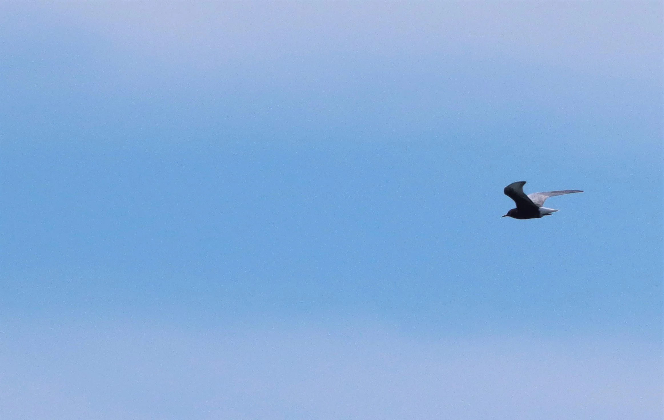 TERN - WHITE-WINGED (BLACK) TERN - Chlidonias leucopterus - Off Khok-Kham Shoreline, Samut Sakhon, Gulf of Siam (1).jpg