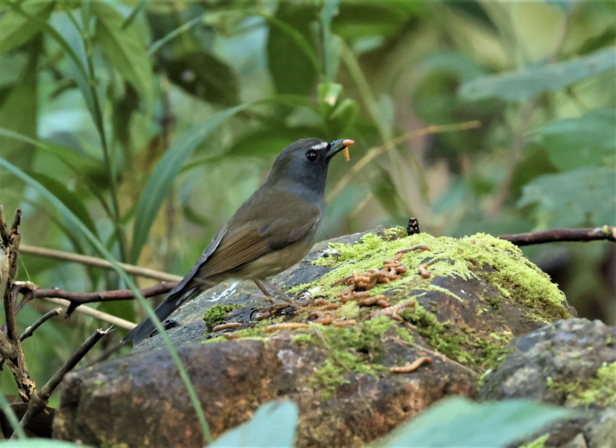 FLYCATCHER - RUFOUS-GORGETED FLYCATCHER - Ficedula strophiata - DOI LANG WEST, DOI PHA HOM POK NP, CHIANG MAI DEC 2021 (26).jpg