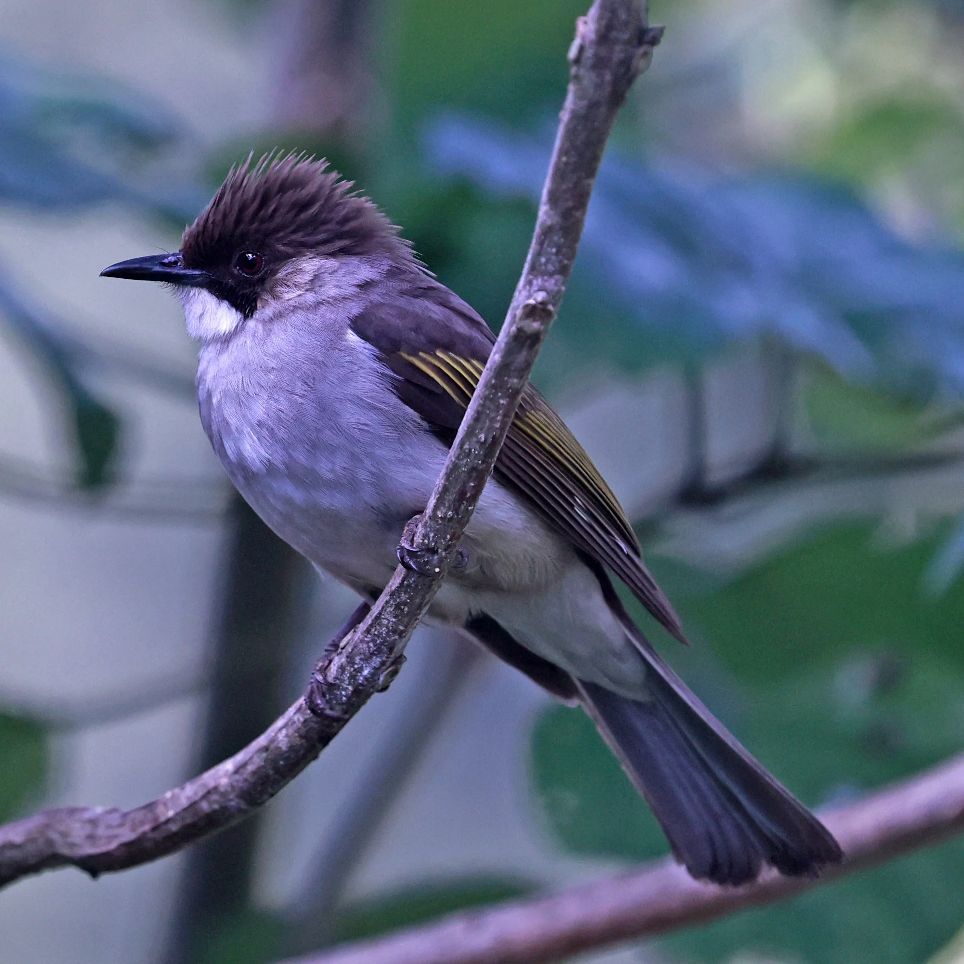 Ashy Bulbul (Hemixos flavala) Kaeng Krachan National Park Thailand, Jan 2025 (13).jpg