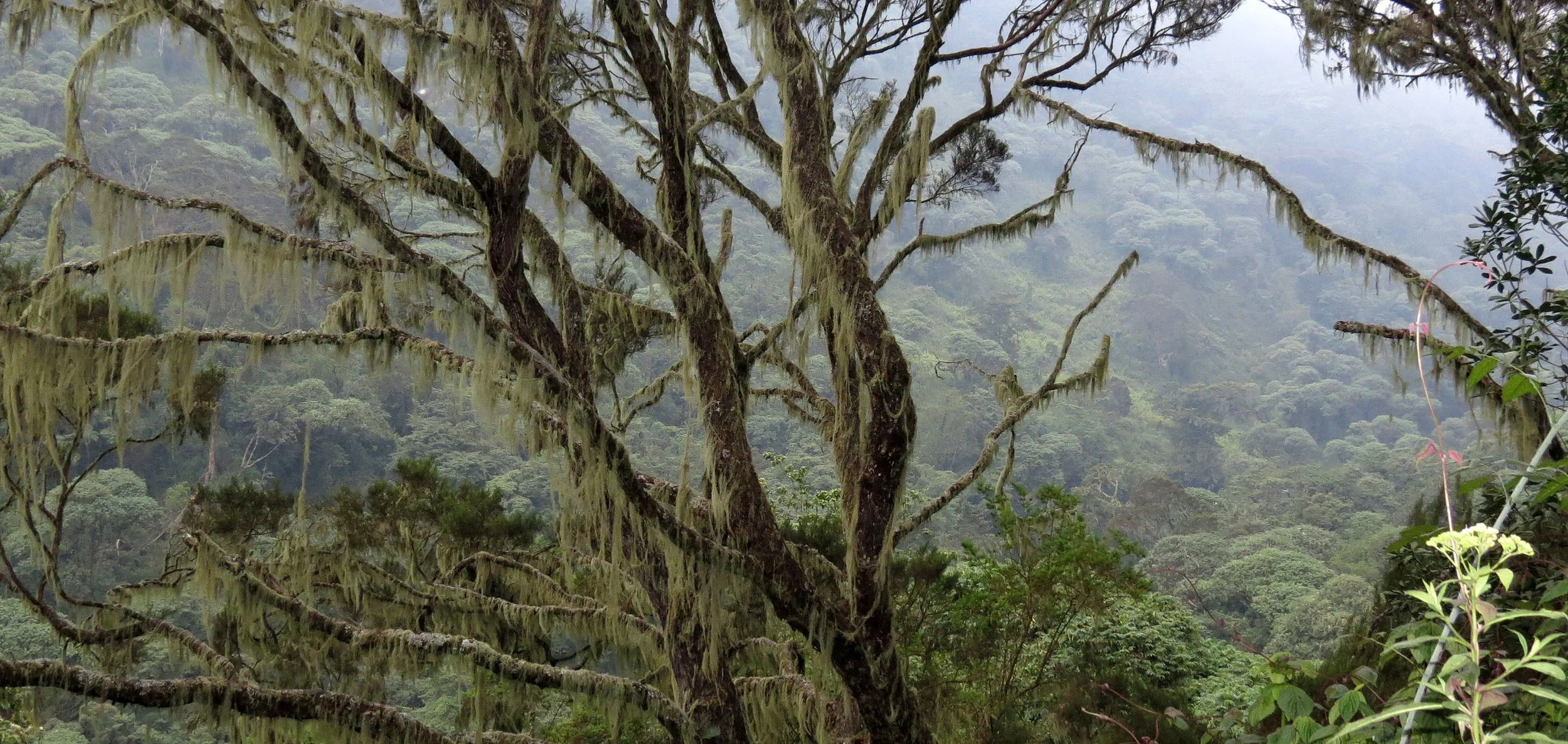 RWENZORI NATIONAL PARK UGANDA (98).JPG