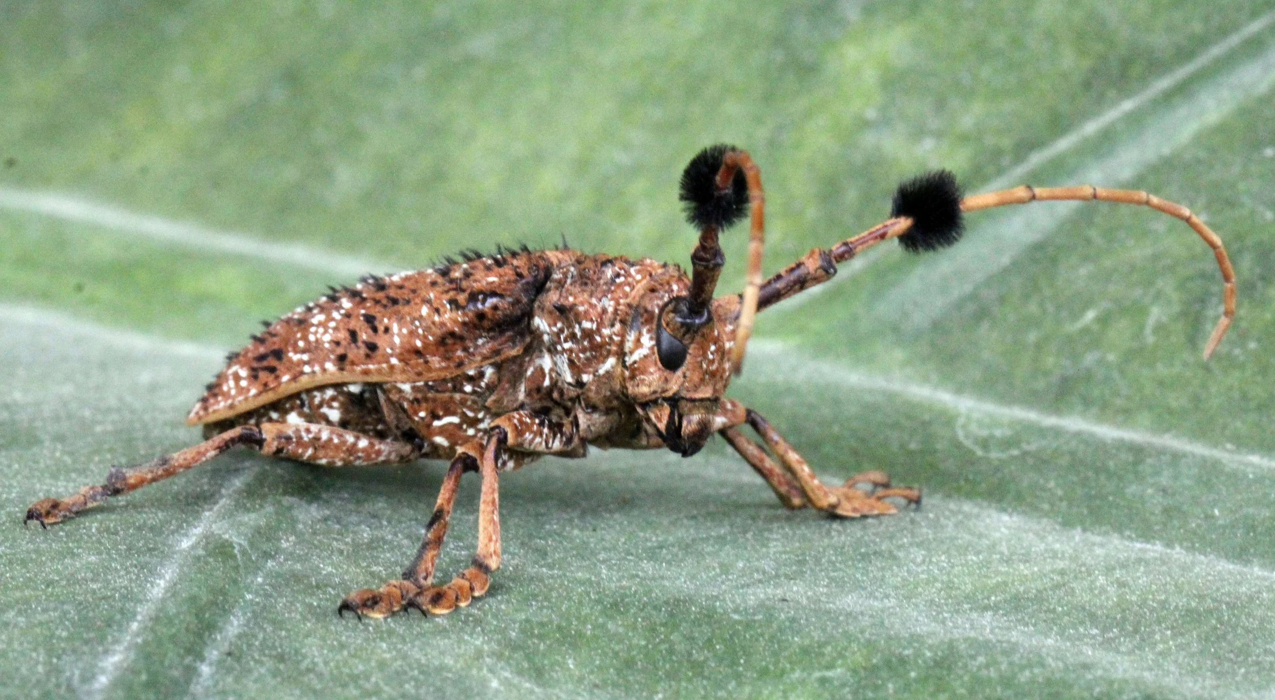Aristobia freneyi - Lampang, Thailand