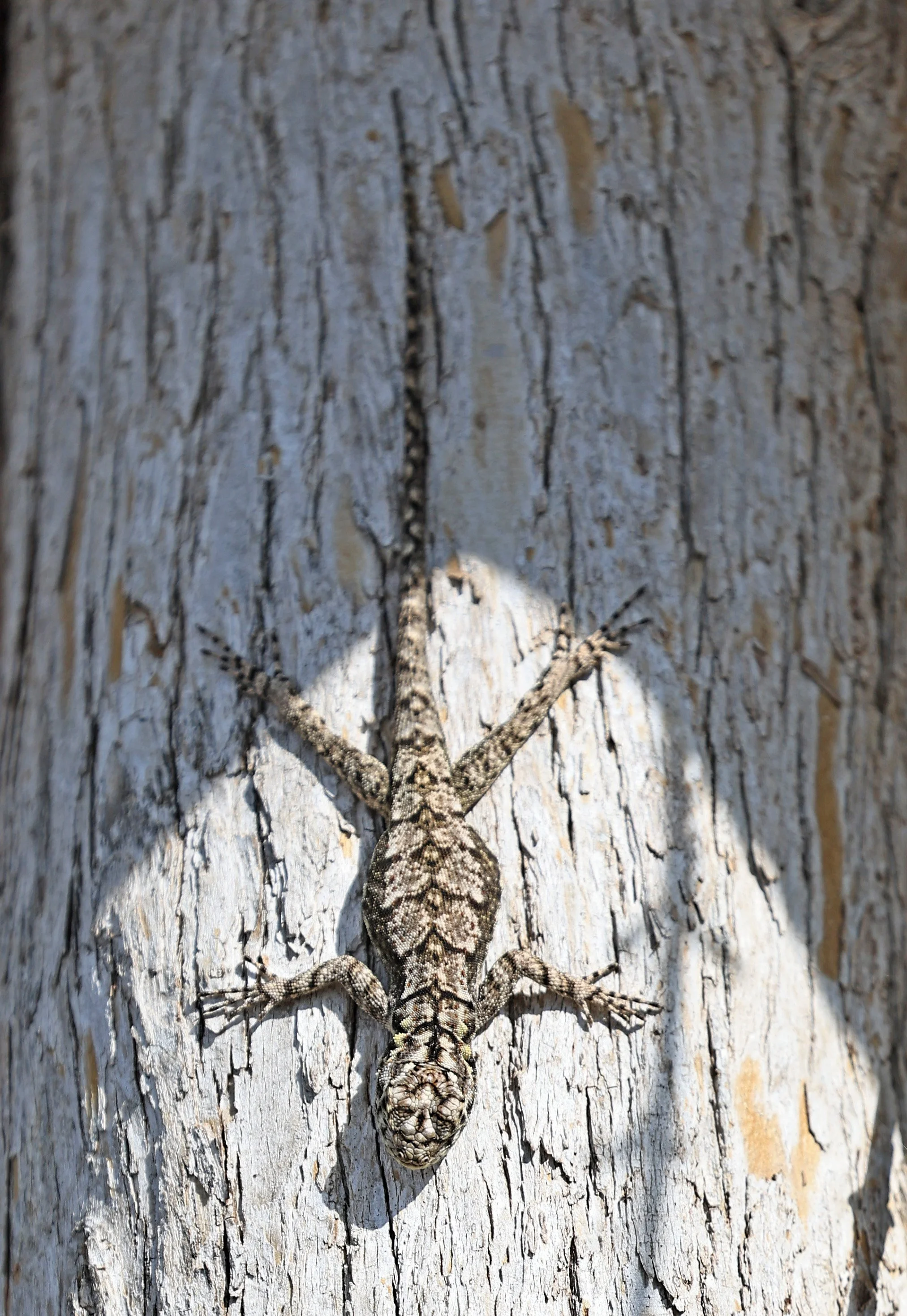 Chaco Spiny Lizard (Tropidurus spinulosus) Chaco Lodge & Laguna Salada Paraguay - confirm ID 