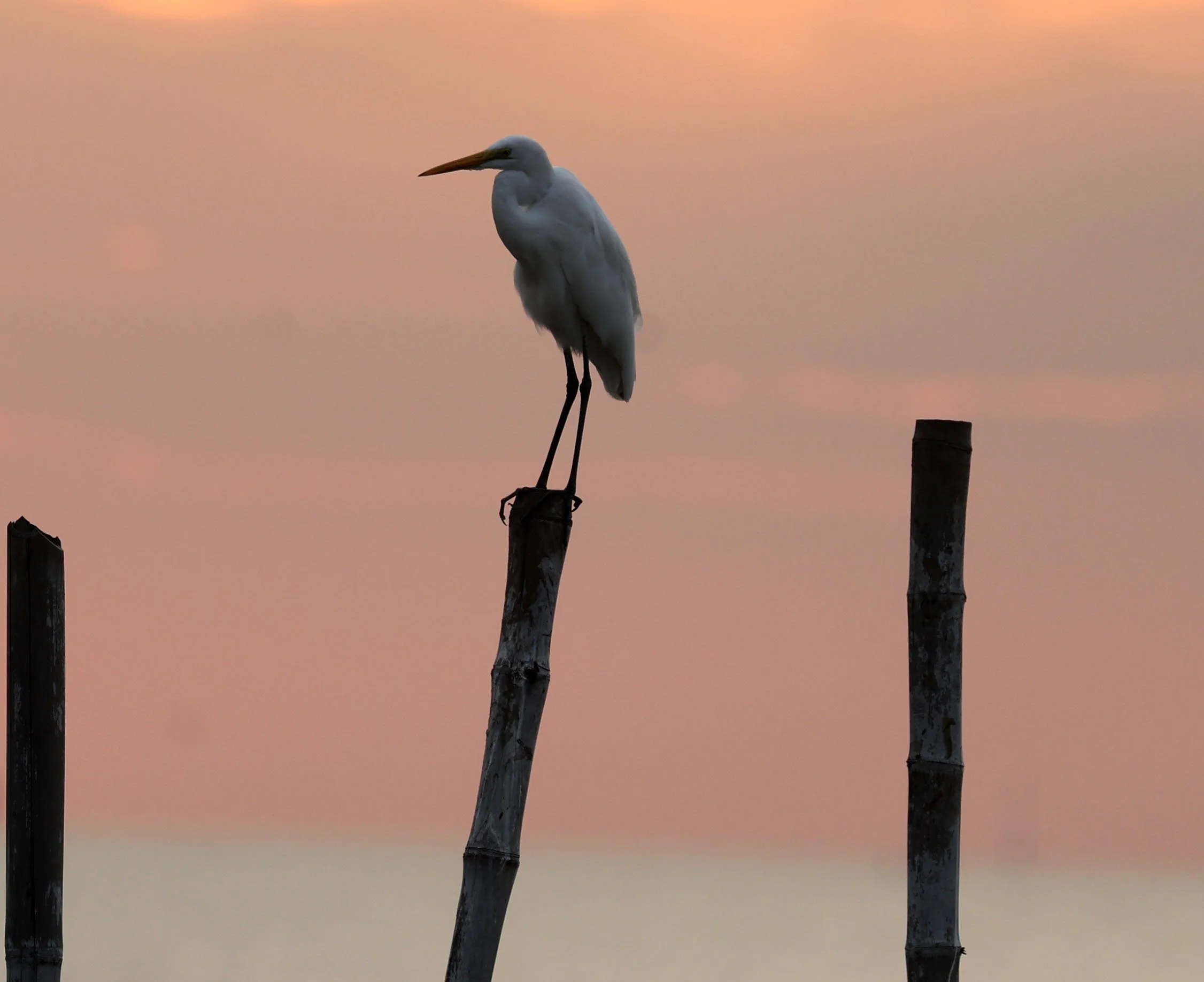 Eastern Great Egret (Ardea alba modesta) Bang Pu Mangrove Recreation Area (4).jpg