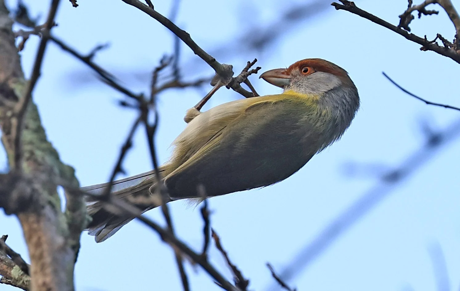Rufous-browed Peppershrike (Cyclarhis gujanensis) Selva Serena Natural Reserve (8).jpg