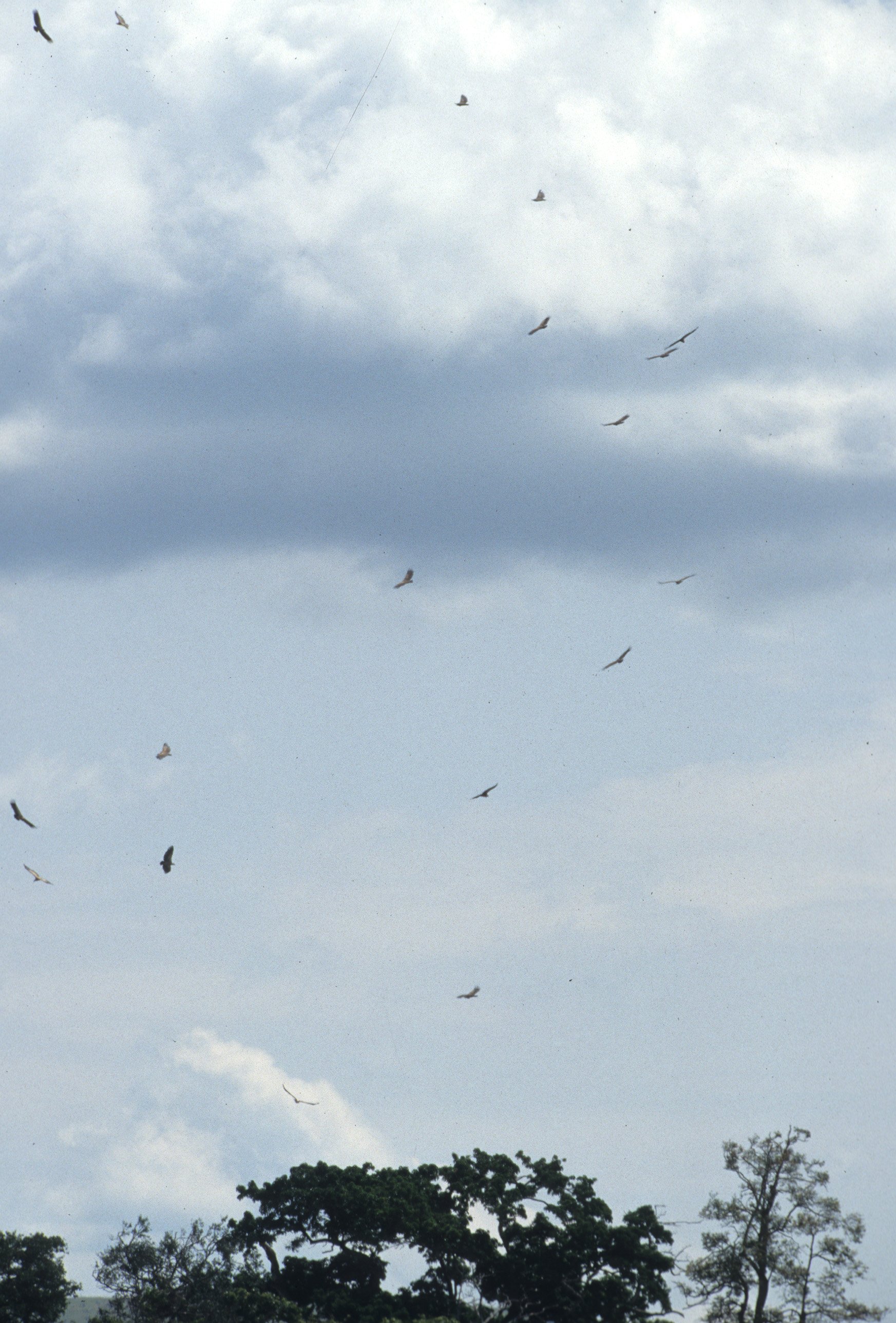 Gyps africanus - AFRICAN WHITE-BACKED VULTURES - KENYA.jpg