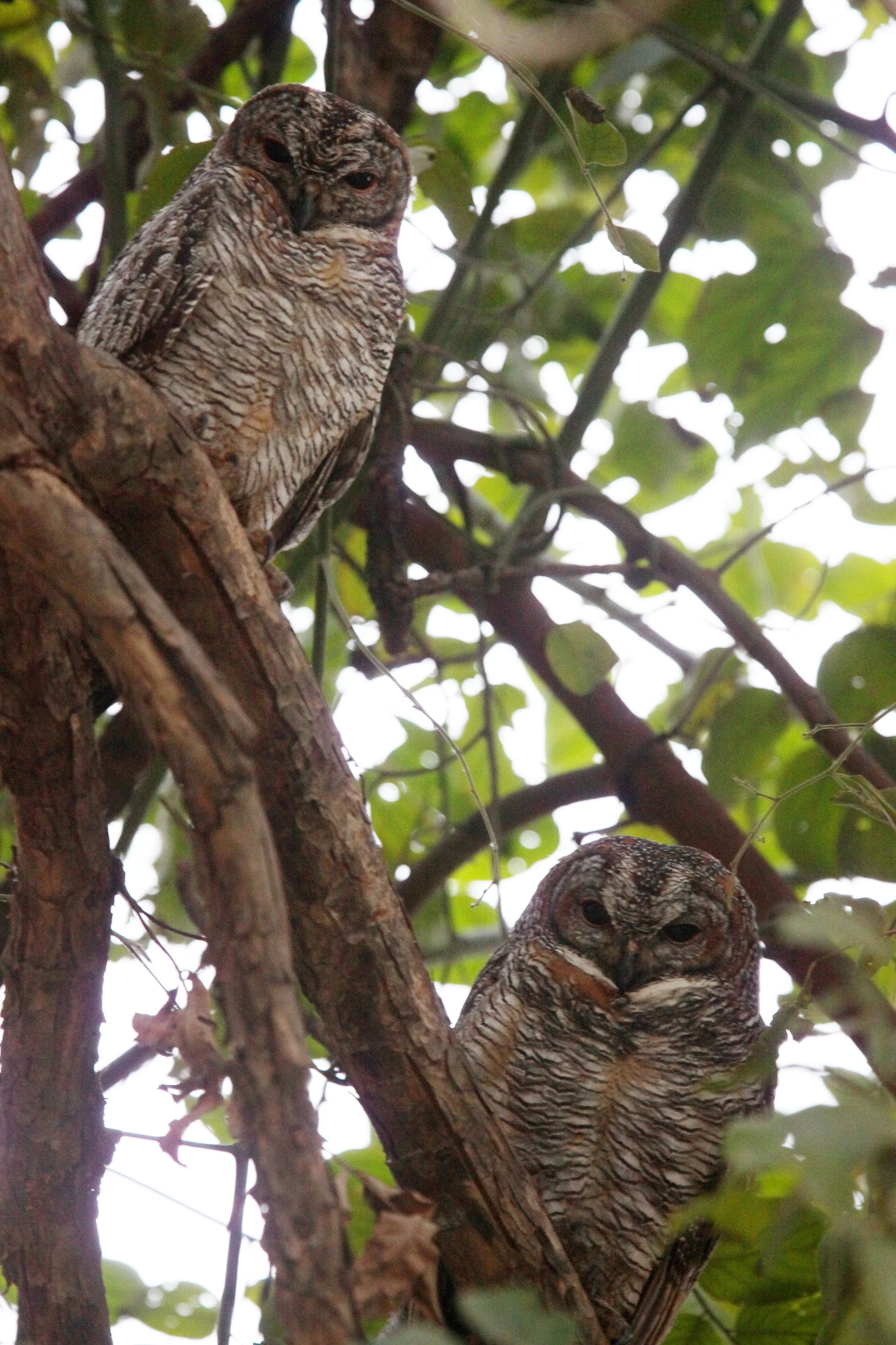 Strix ocellata - MOTTLED WOOD OWL - BANDHAVGAR NATIONAL PARK INDIA (18).JPG