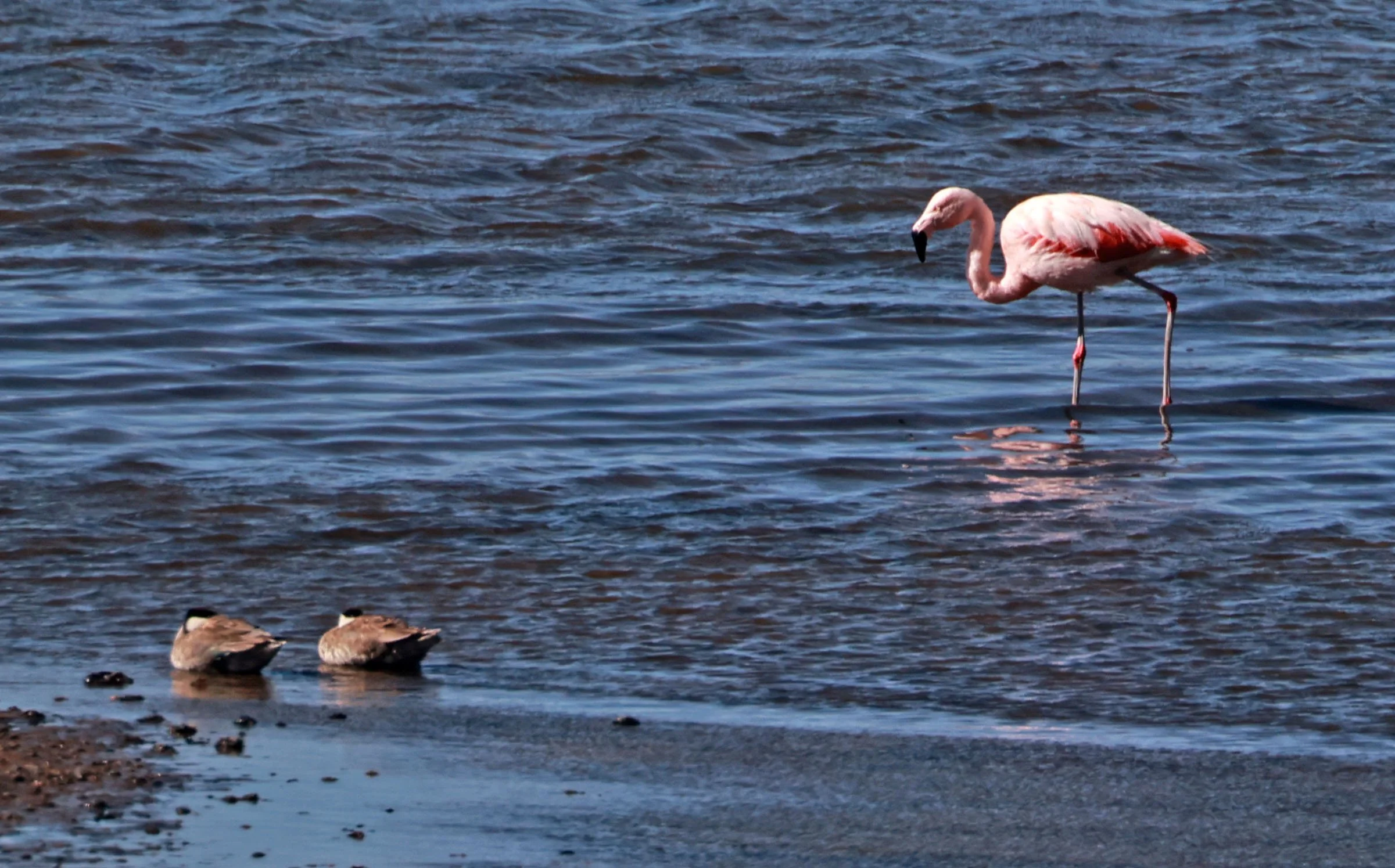 Flamingo - Chilean flamingo - Phoenicopterus chilensis - Lauca National Park, Chile (21).jpg