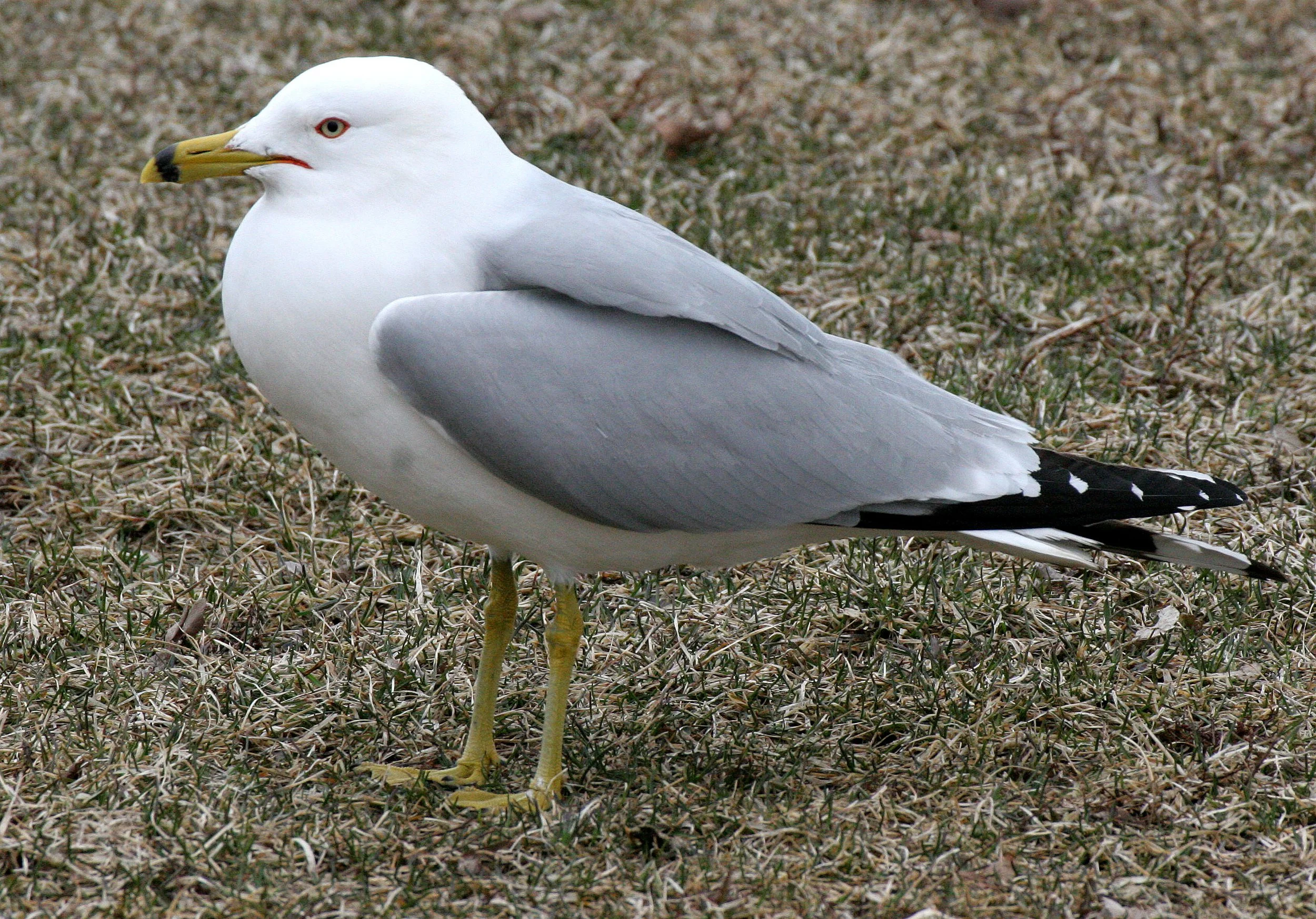 BIRD - GULL - RING-BILLED GULL - CHICAGO MONTROSE PARK.JPG