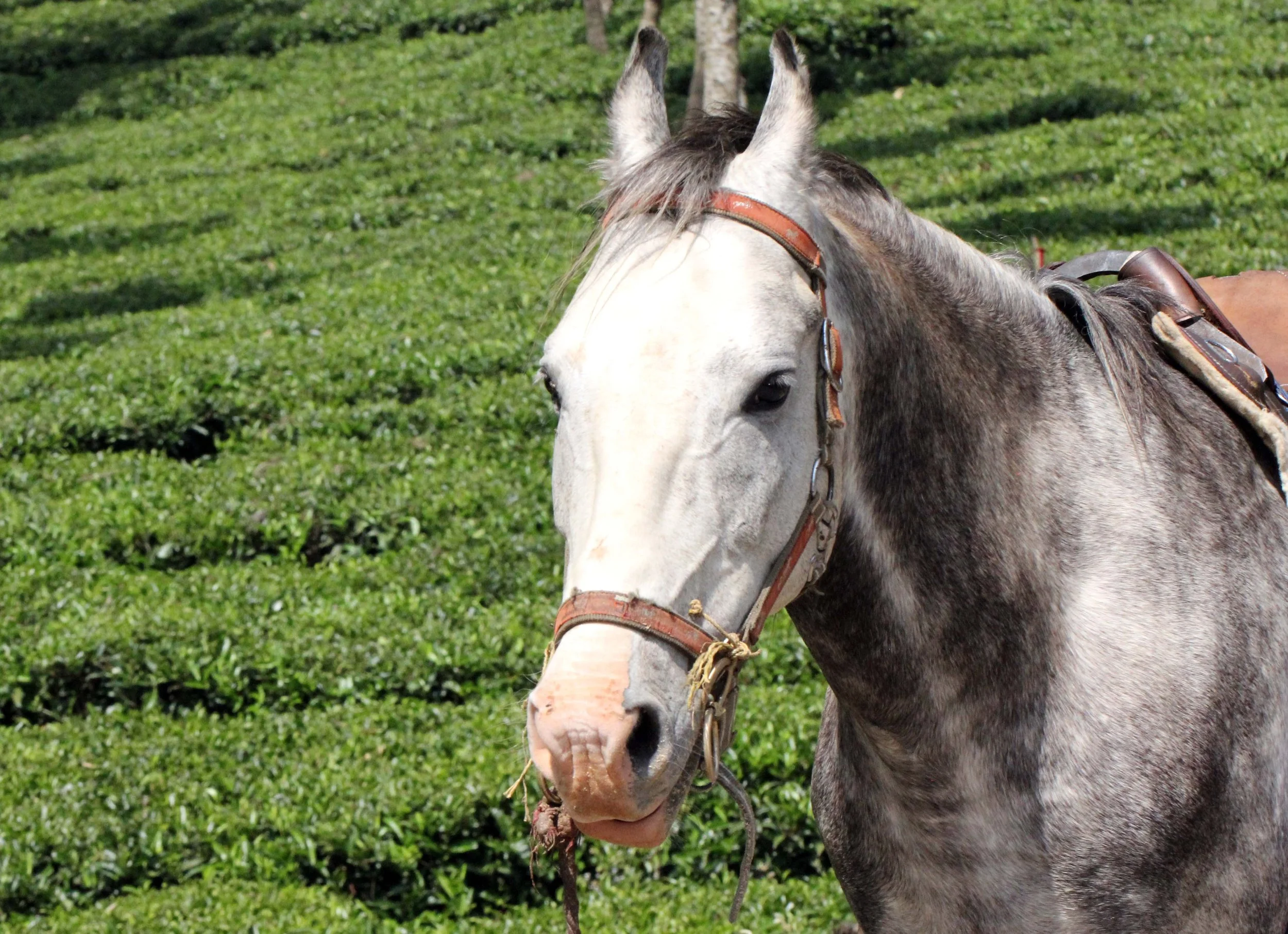 PAMPADUM SHOLA NATIONAL PARK - KERALA INDIA - VATTAVADA - PHOTO BY SOM SMITH (53).JPG