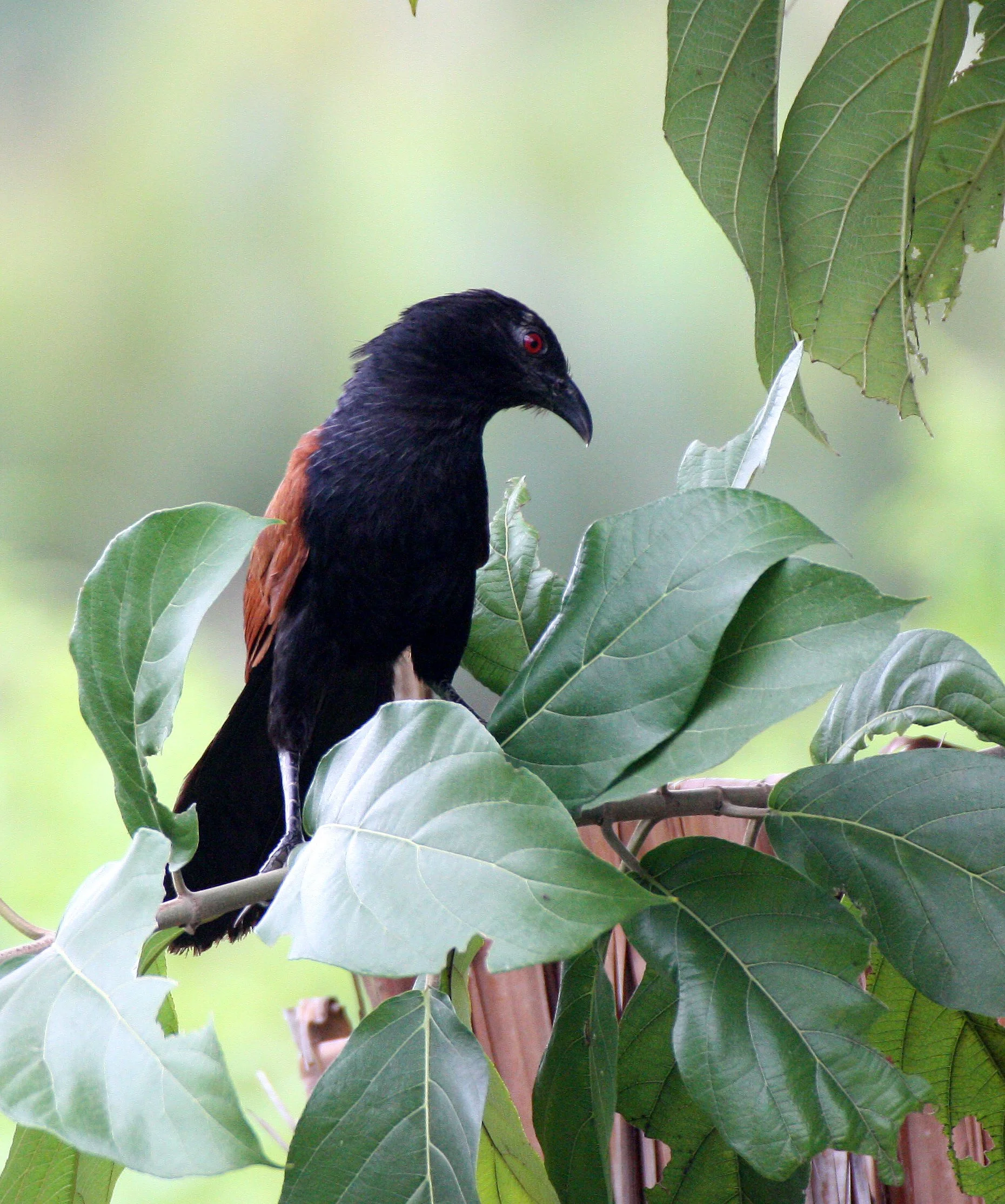 Greater Coucal (Centropus sinensis) Koh Lanta Thailand (4).JPG
