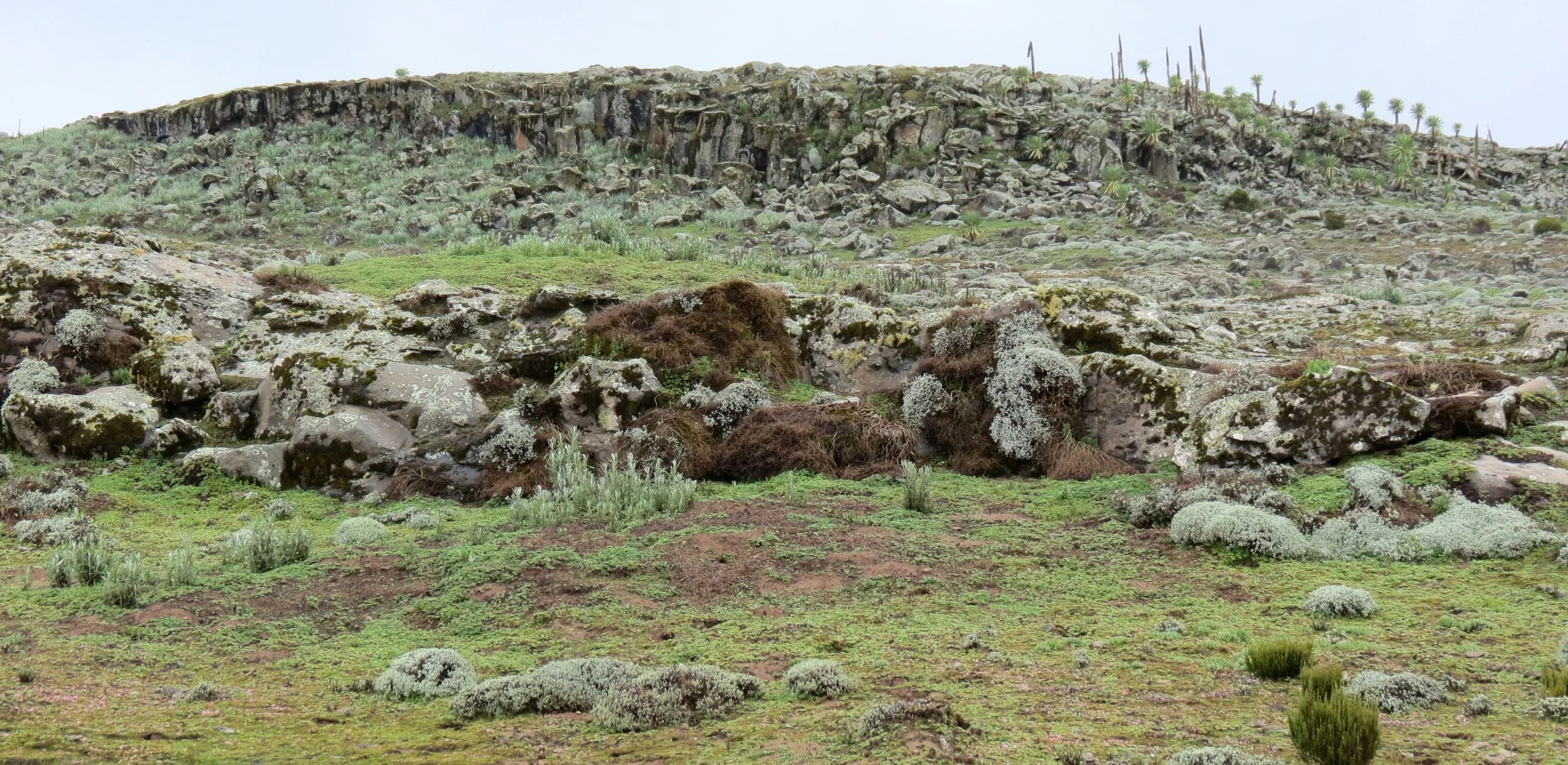 BALE MOUNTAINS NATIONAL PARK - SANETTI PLATEAU - ETHIOPIA (37).JPG