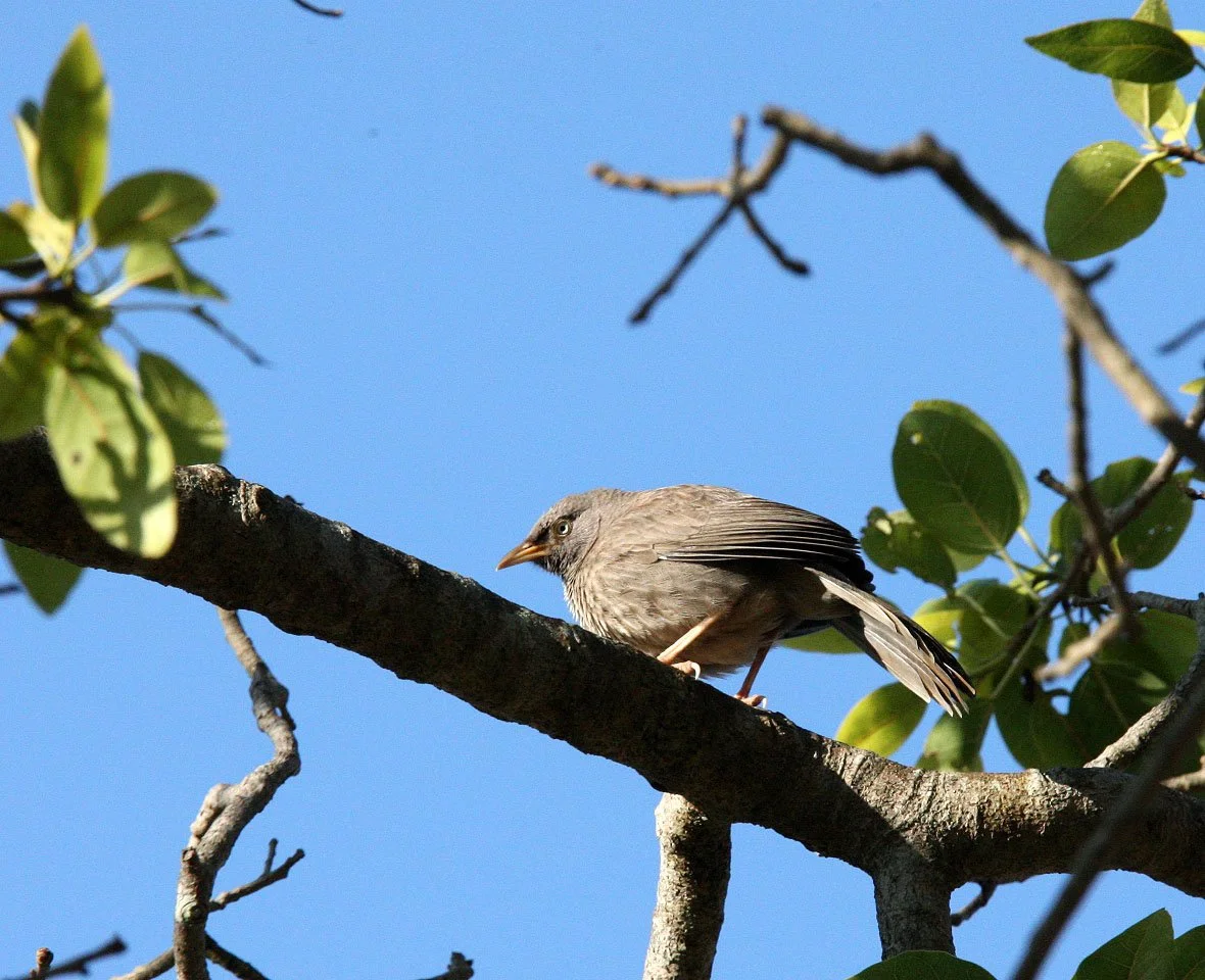 BIRD - BABBLER - JUNGLE BABBLER - TURDOIDES STRIATUS - KANHA NATIONAL PARK MADHYA PRADESH INDIA (2).JPG