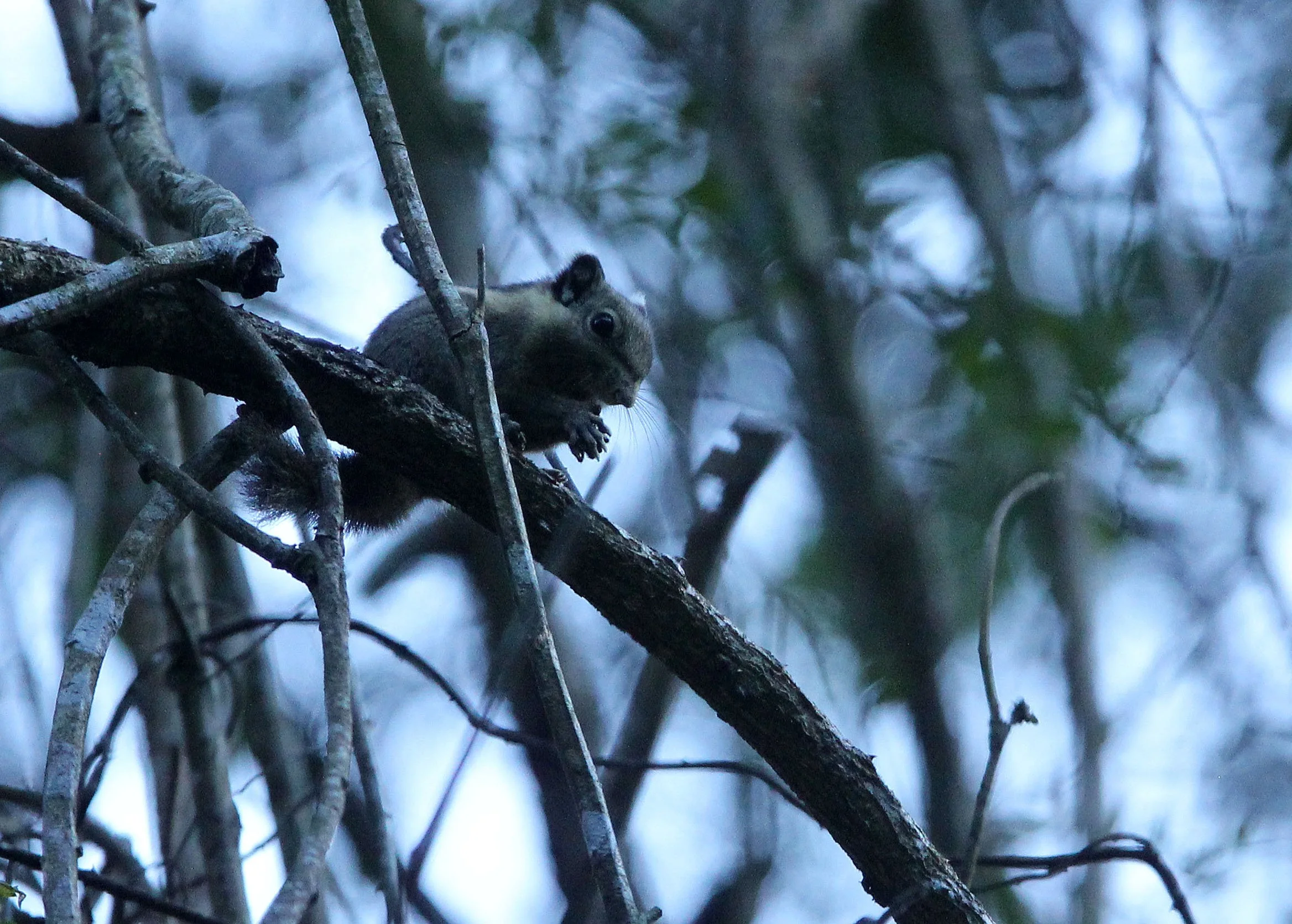 Tamiops mcclellandii - WESTERN STRIPED SQUIRREL - HUAI KHA KHAENG NATURE RESERVE - KAPOK KAPIEN STATION & MINERAL LICK - THAI (7).JPG
