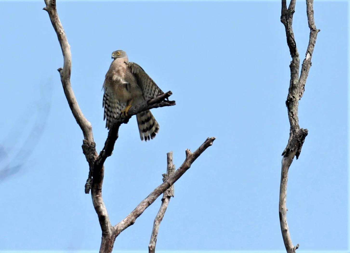SHIKRA - Accipiter badius - HUAI KHA KHAENG WILDLIFE SANCTUARY MAY 1 2022 (10).jpg