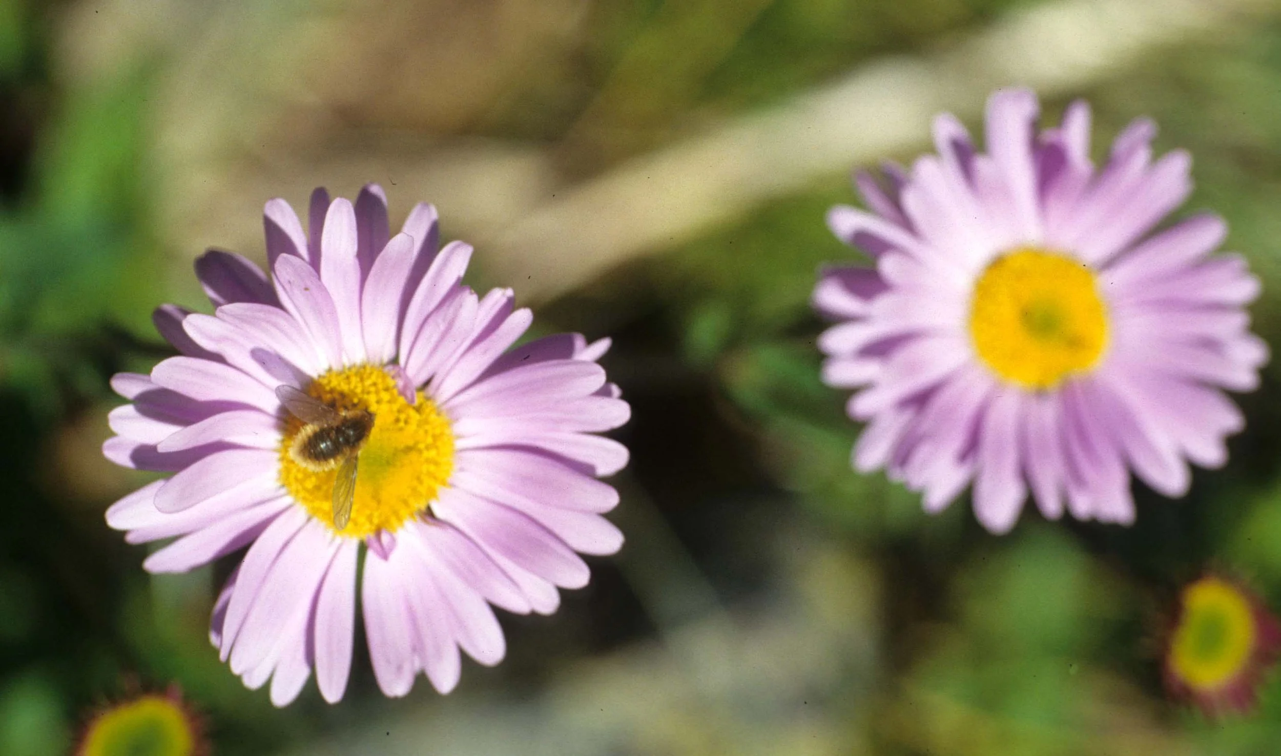MONTANA - GLACIER - ASTERACEAE SPECIES (2).jpg