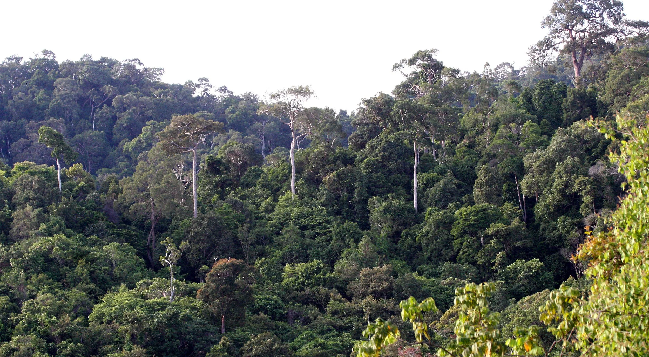 KOH LANTA - 2008 - NATIONAL PARK (2).JPG