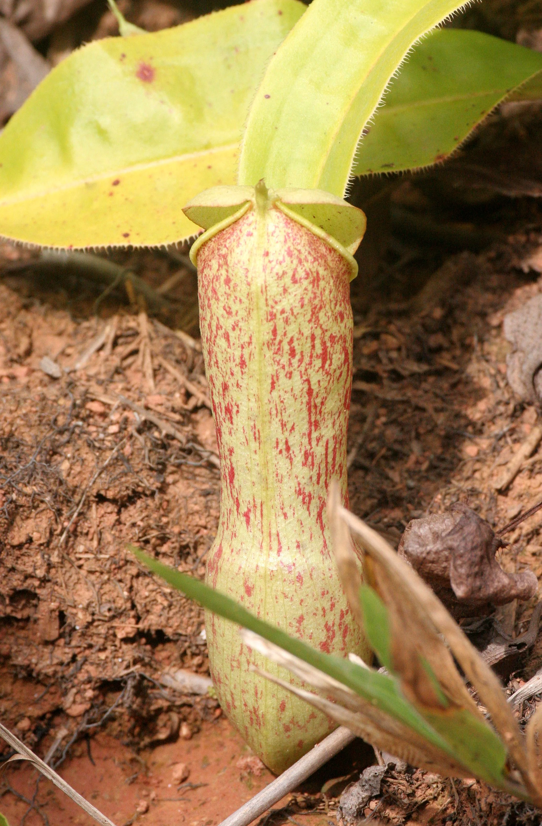 TABIN WILDLIFE RESERVE BORNEO - NEPENTHES SPECIES PITCHER PLANTS.JPG