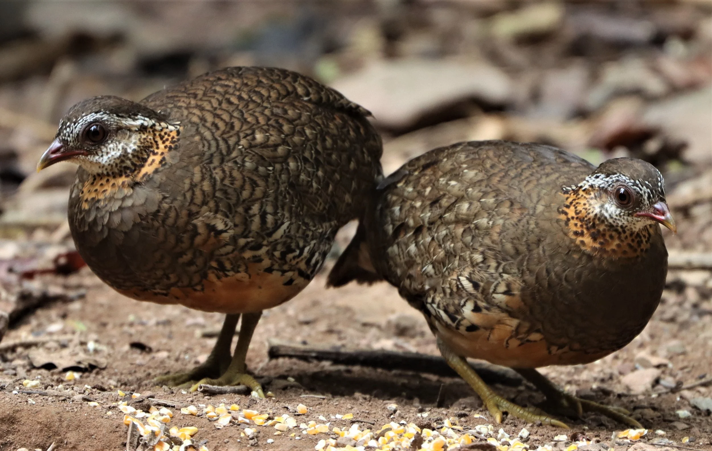Green-legged Partridge (Tropicoperdix chloropus — Coke Smith Wildlife