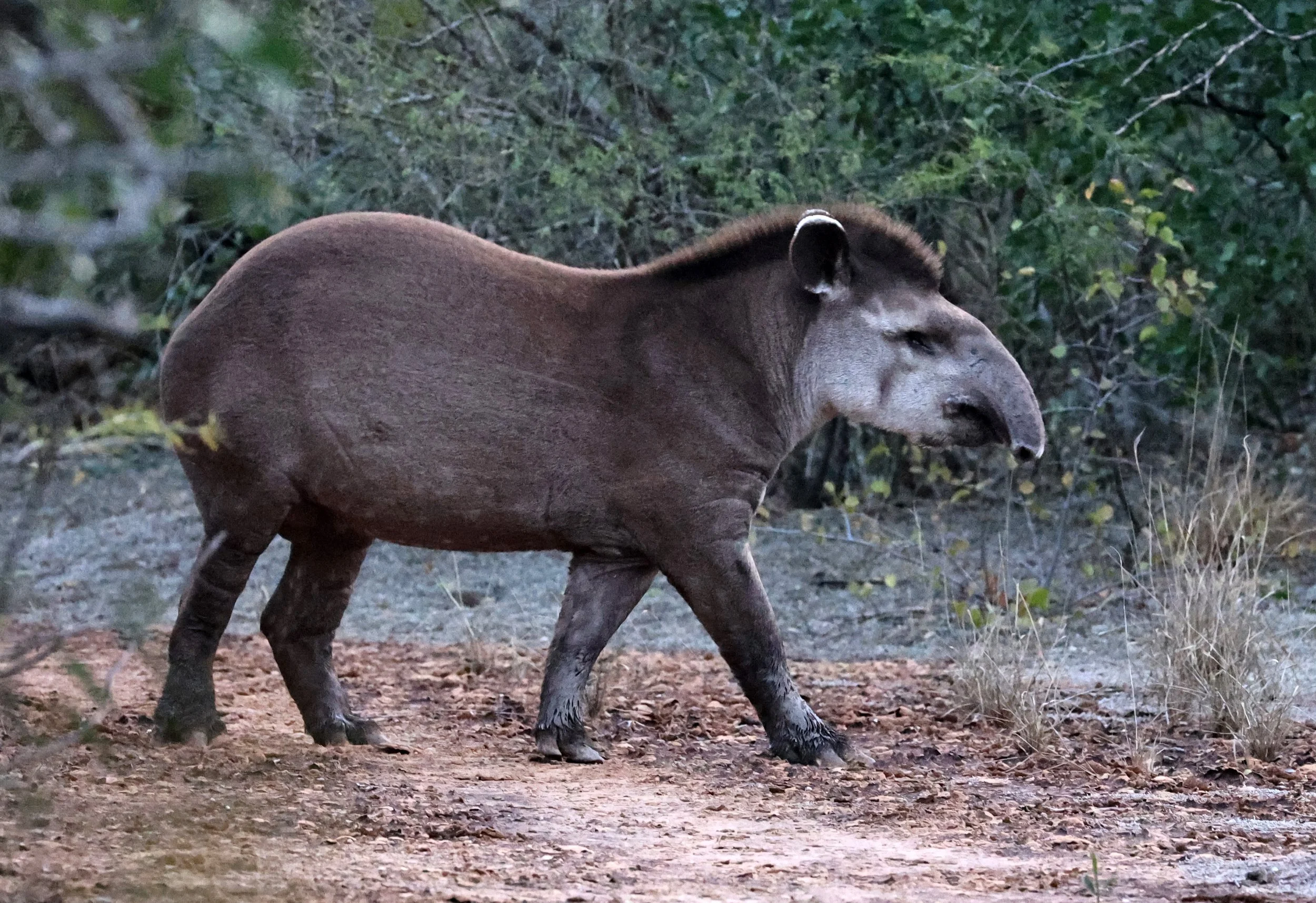 South American Tapir (Tapirus terrestris) Parque Nacional Teniente Agripino Enciso (30).jpg