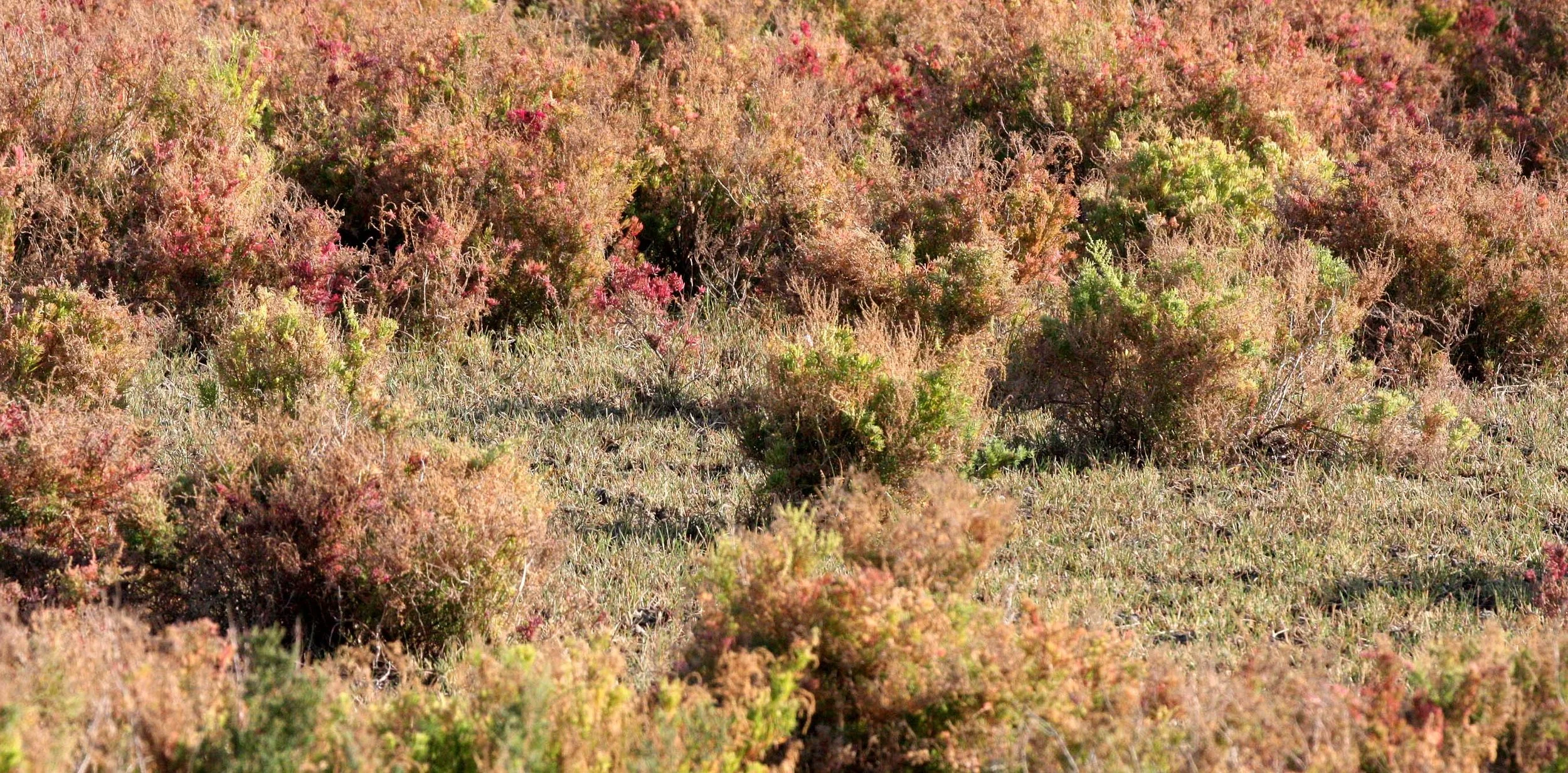 KHAO SAM ROI YOT THAILAND - SUAEDA MARITIMA (3).JPG