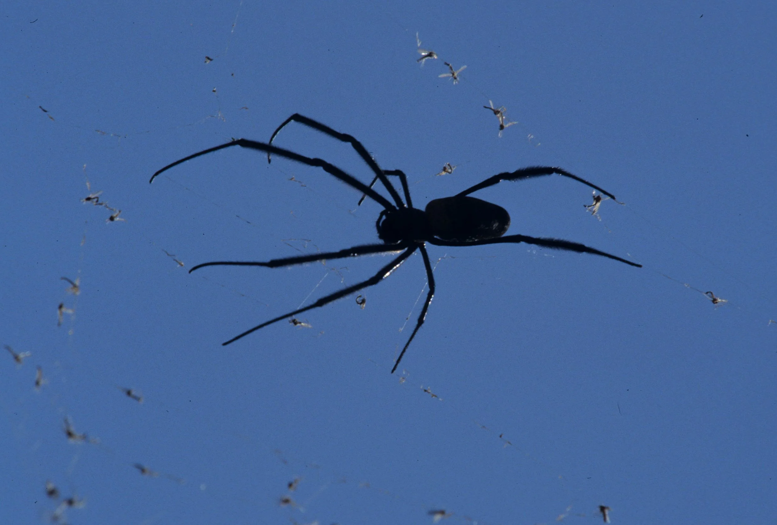 INVERTS - ARACHNIDA - GARDEN SPIDERS - UGANDA (5).jpg