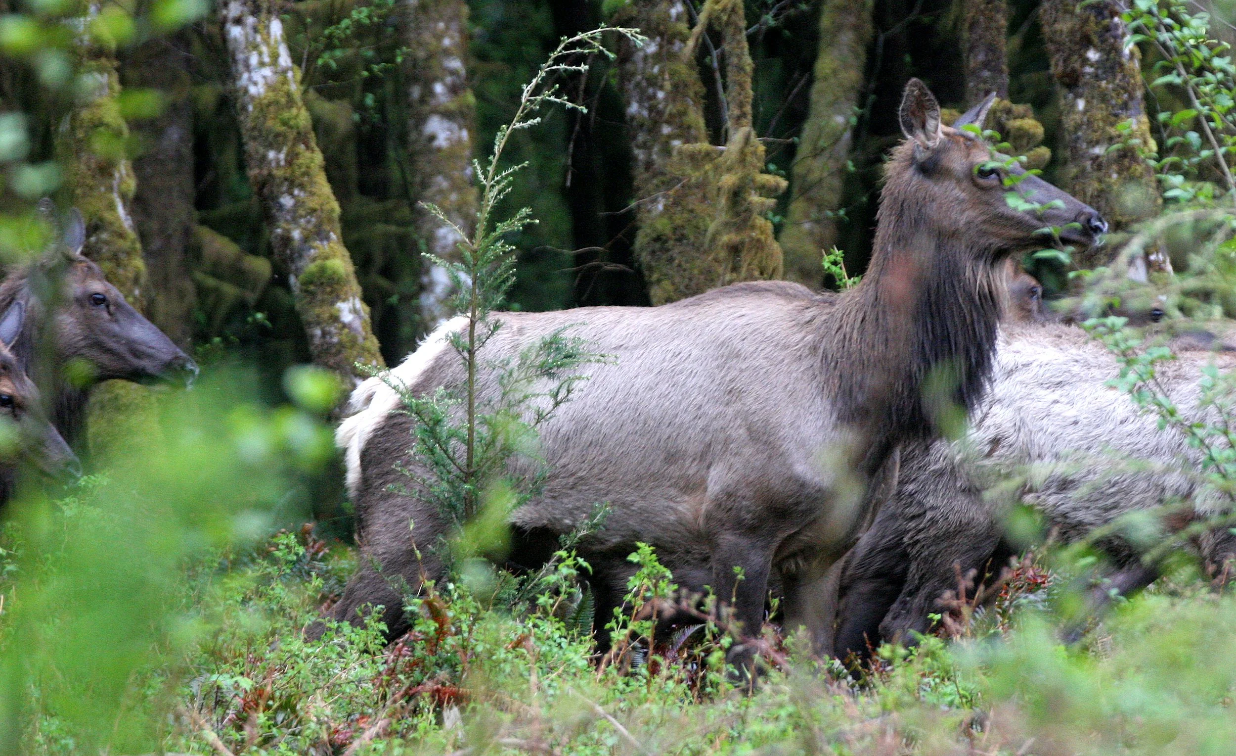 CERVID - ELK - ROOSEVELT ELK - CERVUS ELAPHUS ROOSEVELTI - HOH RIVER VALLEY - ONP WA (4).JPG