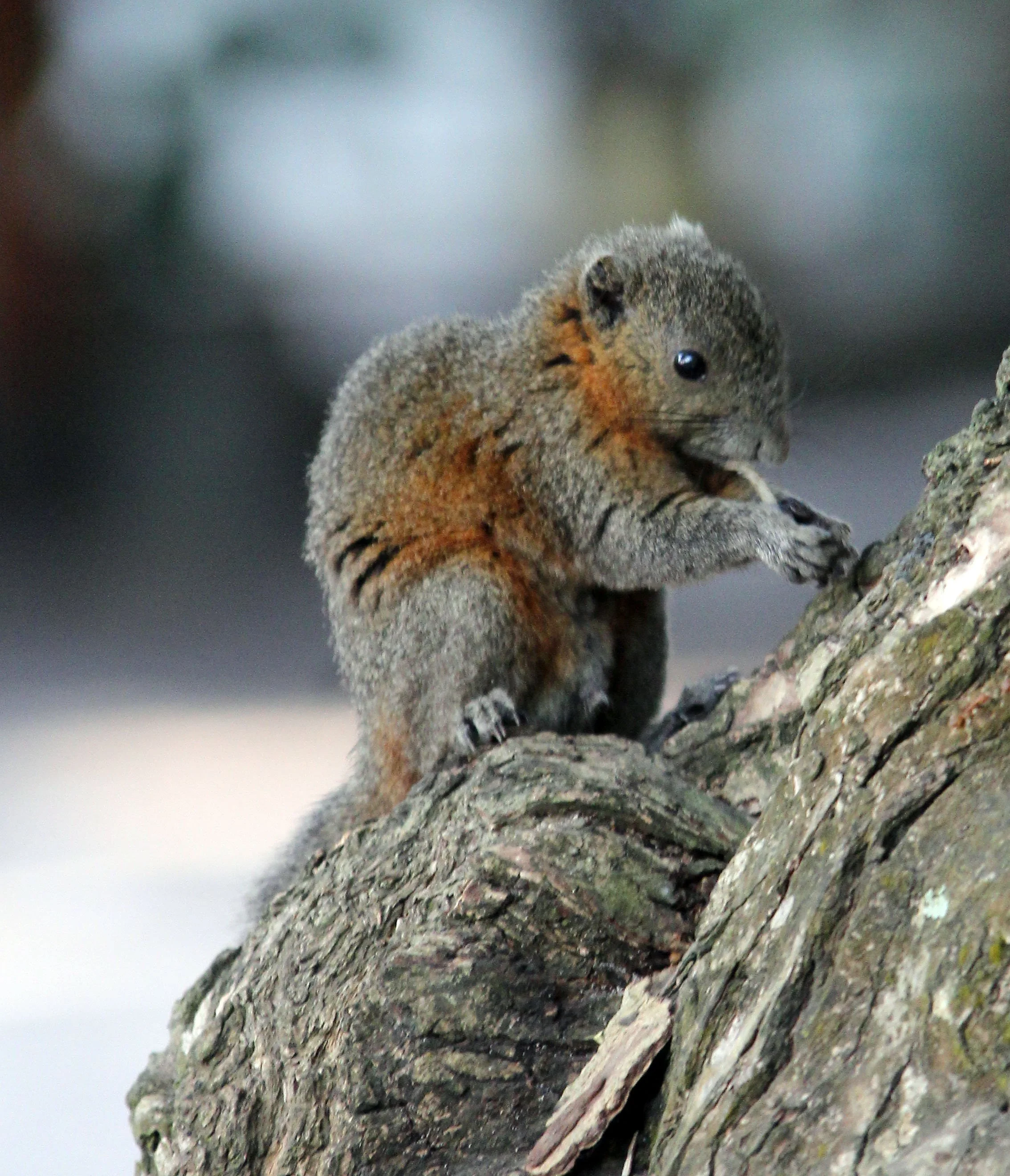Callosciurus caniceps - ISLAND GREY-BELLIED SQUIRREL -SIMILAN ISLANDS FEB 8-13, 2015 THAILAND (331).jpg