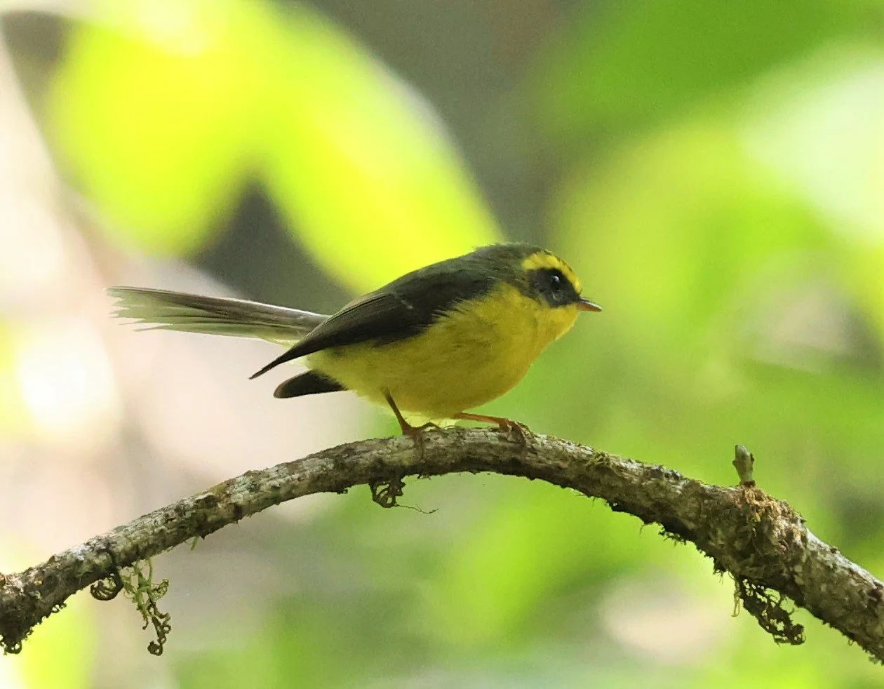 FANTAIL - YELLOW-BELLIED FAIRY-FANTAIL - Chelidorhynx hypoxanthus - DOI PHA HOM POK NP DOI LANG EAST FEB 2022 (40).jpg