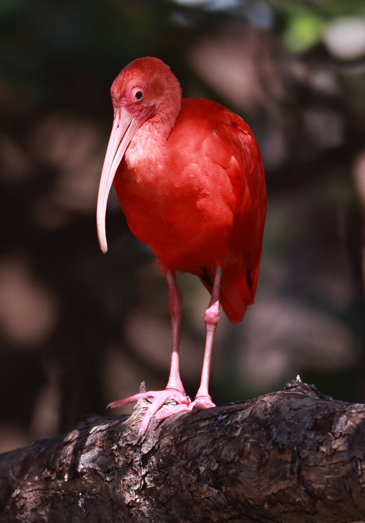 Ibis - Scarlet Ibis - Eudocimus ruber - 29 Songkaow Cafe, Chachoengsao Thailand (361).jpg