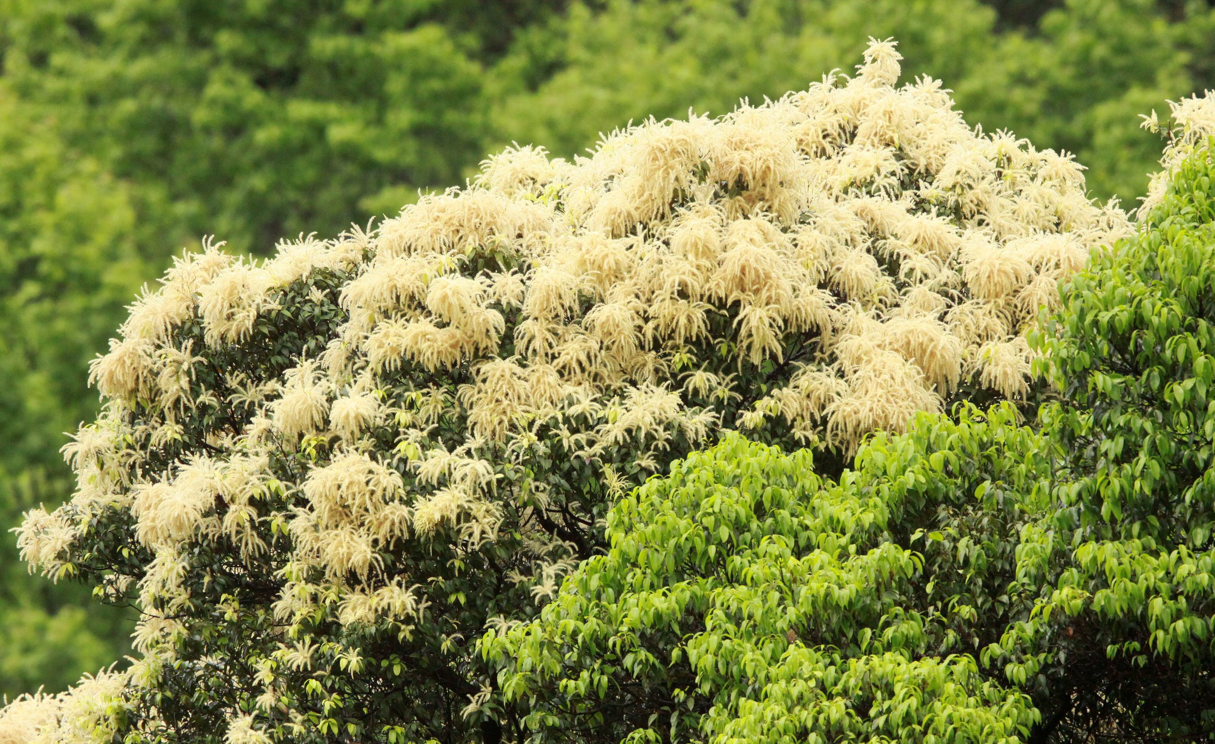 GUNIUJIANG NATURE RESERVE - ANHUI PROVINCE CHINA (85).JPG