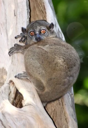 LEPILEMURIDAE - Lepilemur ankaranensis - ANKARANA NATIONAL PARK MADAGASCAR (94).JPG