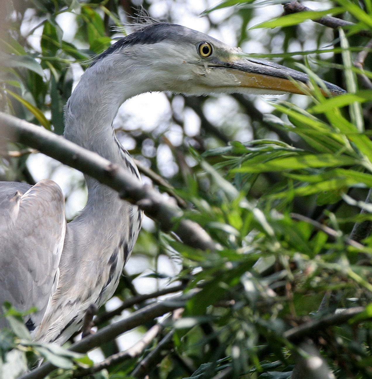 HERON - GREY HERON -  Ardea cinerea - ROOKERY IN SELENGA DELTA - LAKE BAIKAL RUSSIA (75).jpg