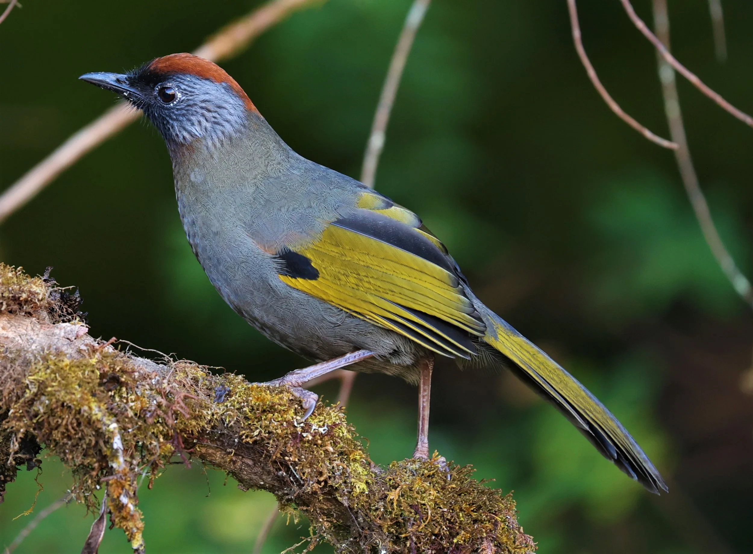 LAUGHINGTHRUSH - SILVER-EARED LAUGHINGTHRUSH - Trochalopteron melanostigma - DOI INTHANON NP CHIANG MAI, DEC 2021 (16).jpg