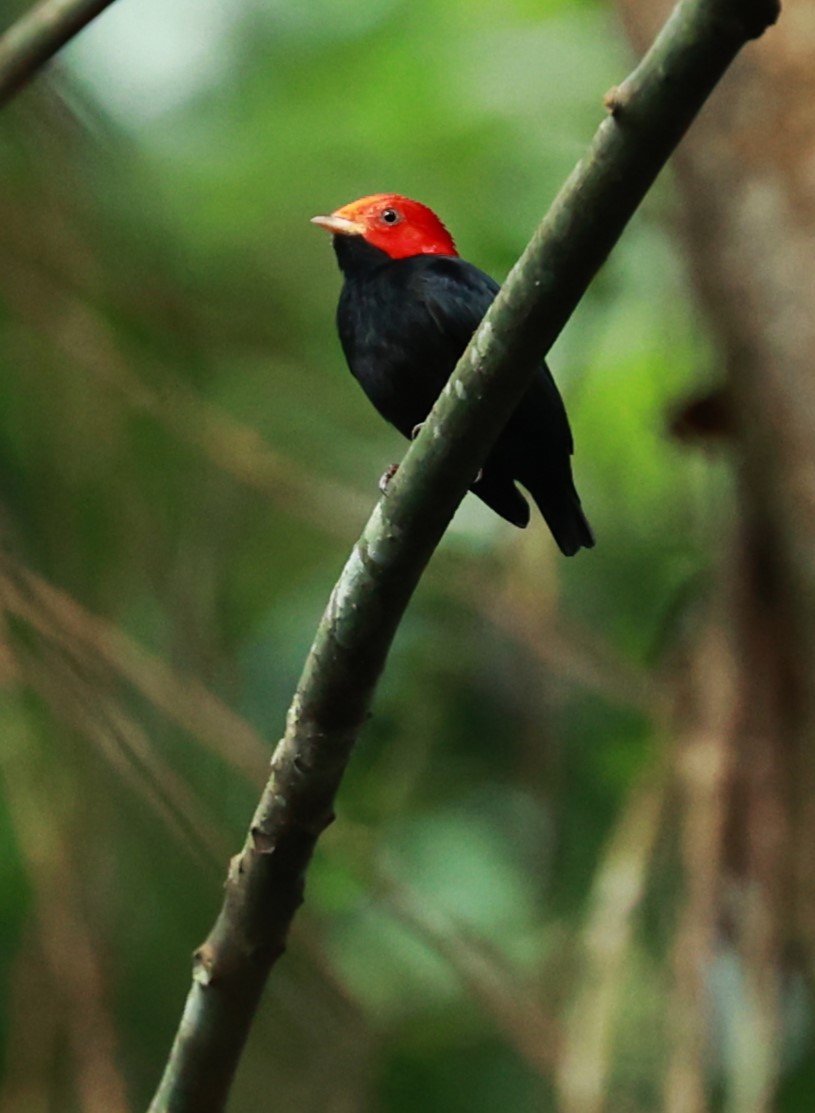 Manakin - Red-headed Manakin - Ceratopipra rubrocapilla - Illeus, Bahia Brazil, Una Township Area (16).JPG