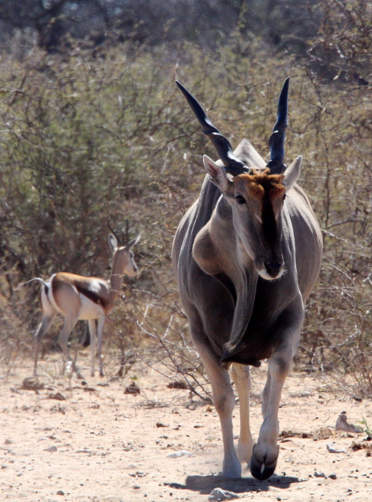 ELAND - LIVINGSTONE'S ELAND - Taurotragus oryx livingstonei - ETOSHA NATIONAL PARK NAMIBIA (19).JPG