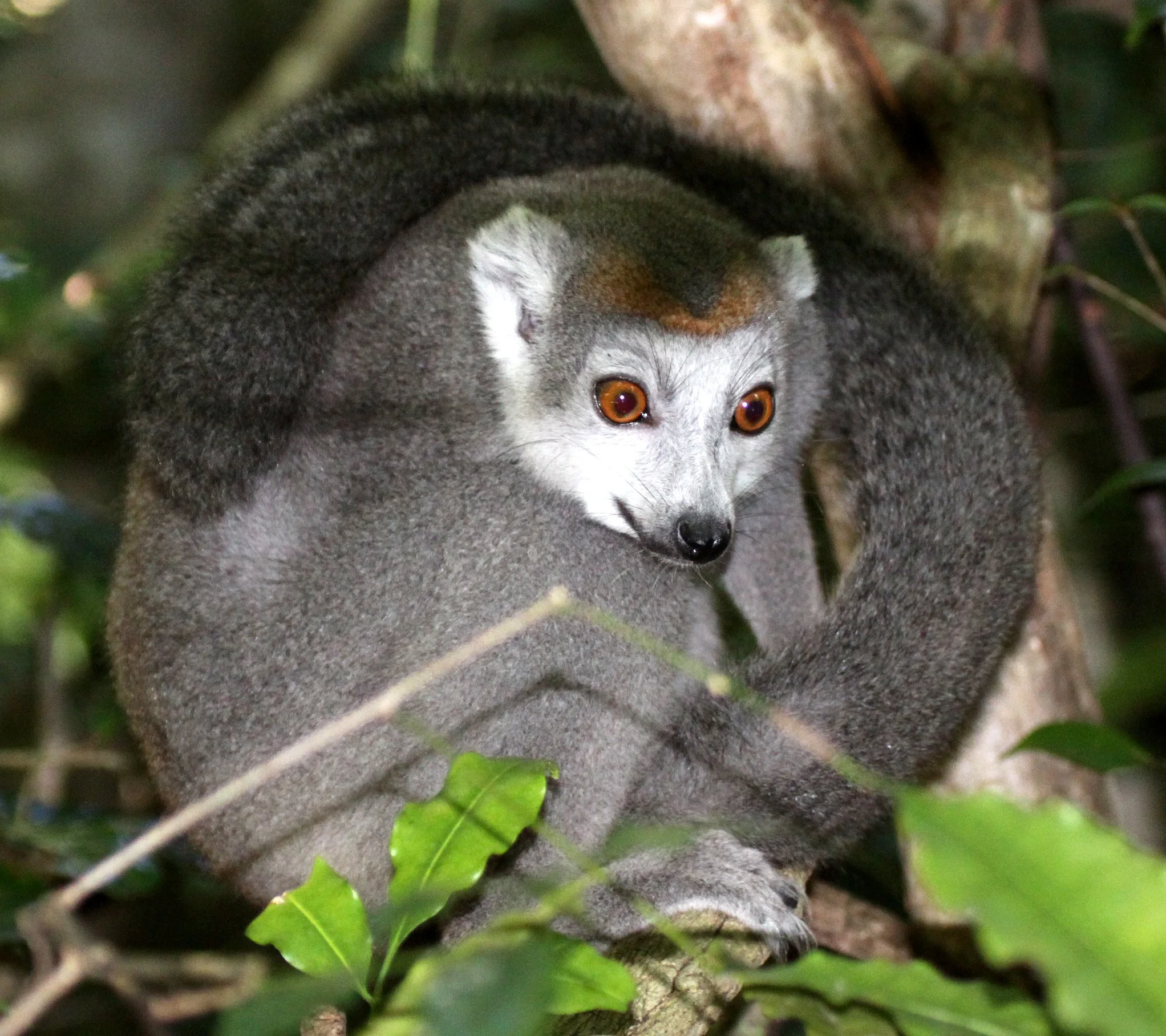 LEMURIDAE - Eulemur coronatus - CROWNED LEMUR - ANKARANA NATIONAL PARK MADAGASCAR (34).JPG