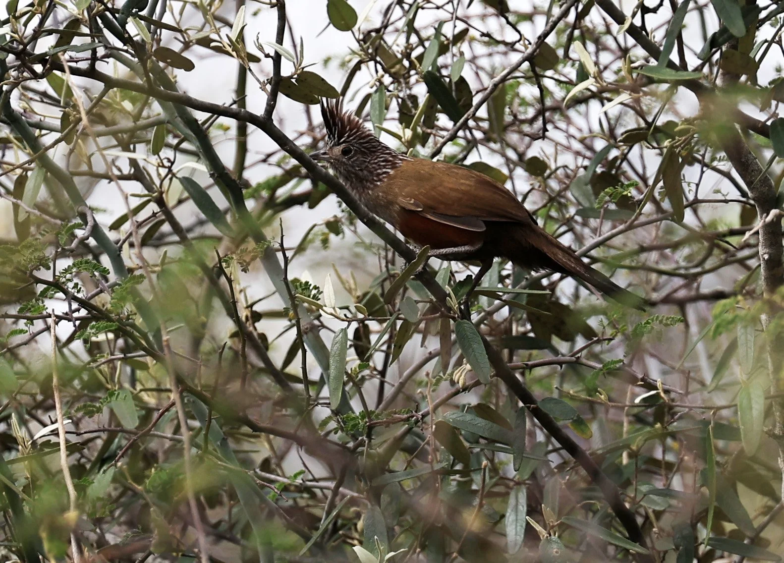 Crested Gallito (Rhinocrypta lanceolata) La Patria Sideroads Paraguay (52).jpg